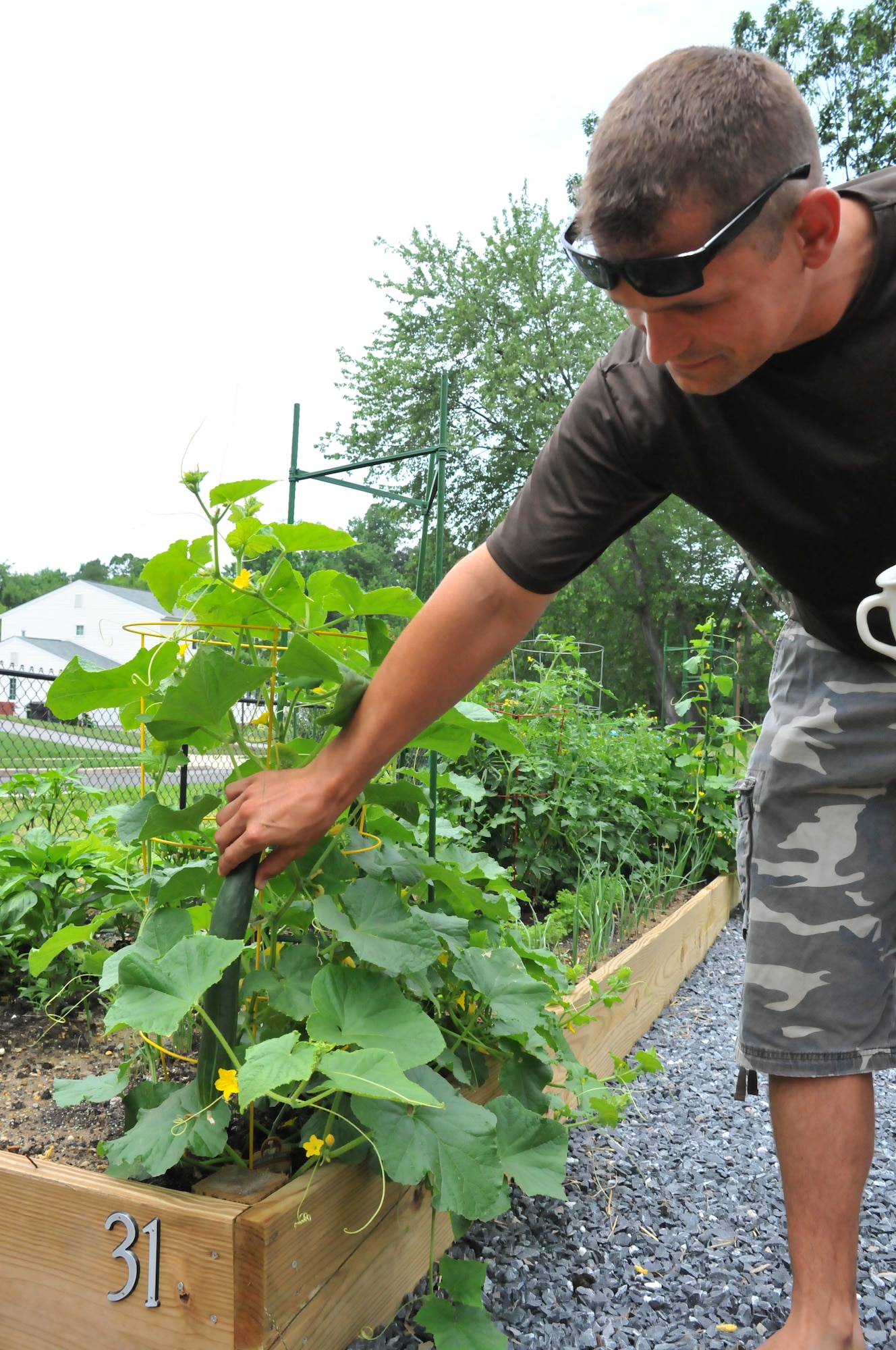 Master Sgt. Robert Merriman, Presidential Logistics Squadron aircraft maintainer, inspects a cucumber he is growing in his garden plot June 21 on Joint Base Andrews, Md.   The Merriman family's plot is part of the Liberty Park Community Garden, which provides base housing servicemembers and their families’ space to grow food, build relationships, and a community.  (U.S. Air Force photo/Staff Sgt. Misty D. Slater)
