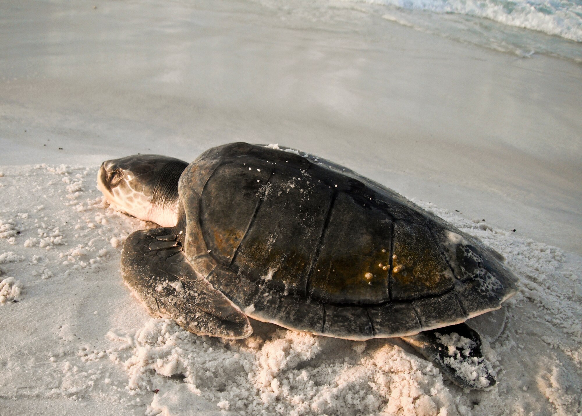 A Kemp's ridley sea turtle was found stranded along Eglin's restricted portion of Santa Rosa Island by Eglin Sea Turtle Monitoring Program managers June 28.  The 20-pound, 14-inch turtle was flipped on her side as a result of rough surf and appeared lethargic and emaciated.  Turtle monitors took newly-named "Talulla" to the Gulfarium on Okaloosa Island for treatment.  She will be eventually be released back into the Gulf of Mexico.  (Photo/Erica Laine)
