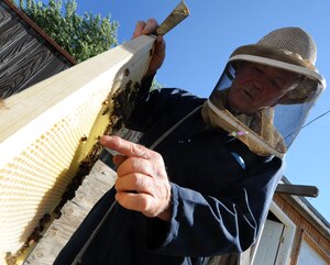 MOUNTAIN HOME, Idaho – Retired Master Sgt. Don Wood, an amateur bee keeper, checks the combs inside of a bee hive at his residence here June 23.  Honey bees are extremely important to the human population because their pollination contributes to the production of almost all food sources. The Congressional Research Service Report estimates the value of honey bees as commercial pollinators to be around $15 to $20 billion annually. (U.S. Air Force photo by Senior Airman Debbie Lockhart)