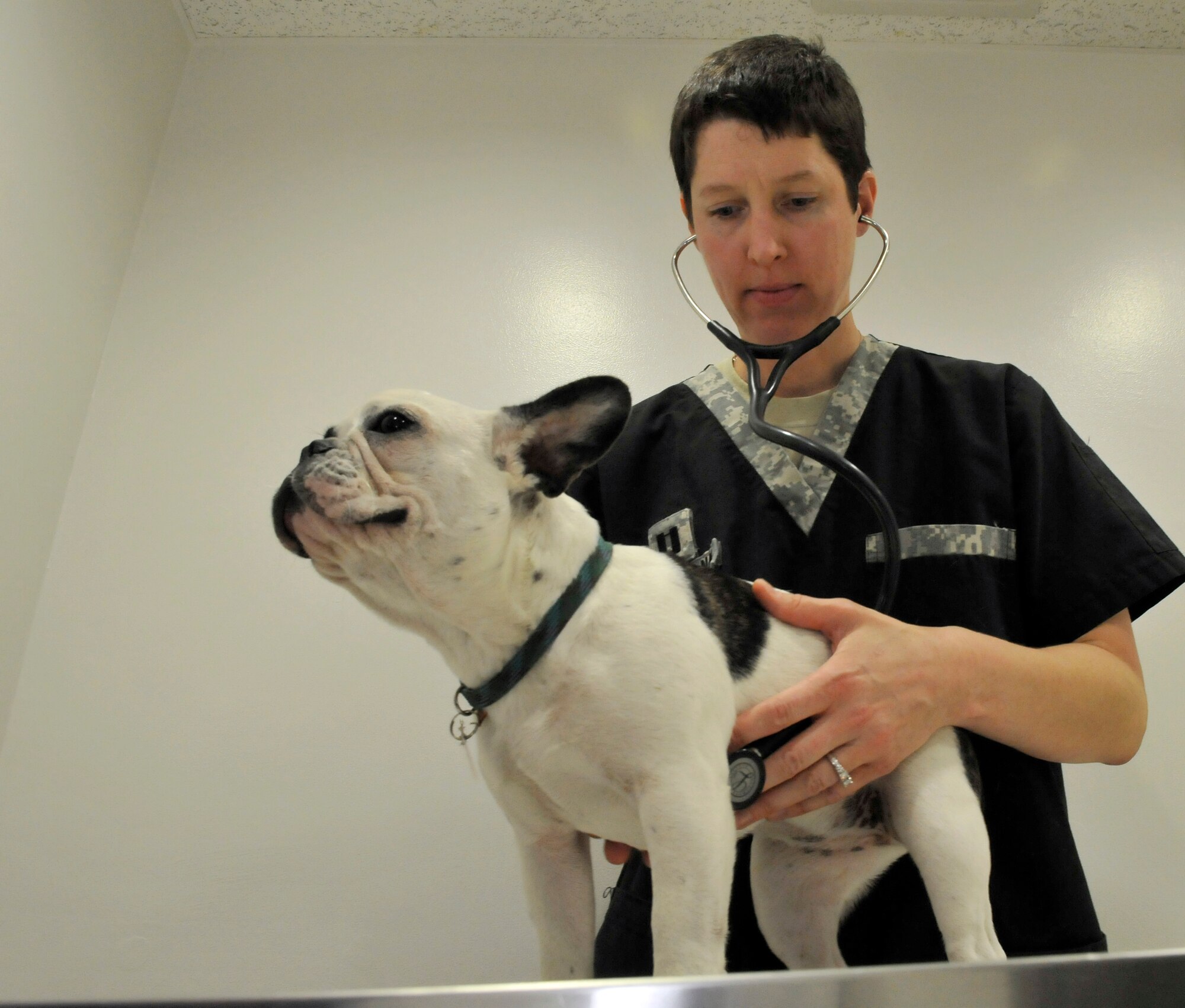 MISAWA AIR BASE, Japan — U.S. Army Capt. Rebekah Hartmann, base veterinarian, uses a stethoscope to listen to the heart and lungs of a Pug June 29.  The veterinary clinic reminds base residents to not let their animals roam free. There are many different types of diseases and wild animals that may cause harm to animals if unsupervised. (U.S. Air Force photo/Tech. Sgt. Phillip Butterfield)