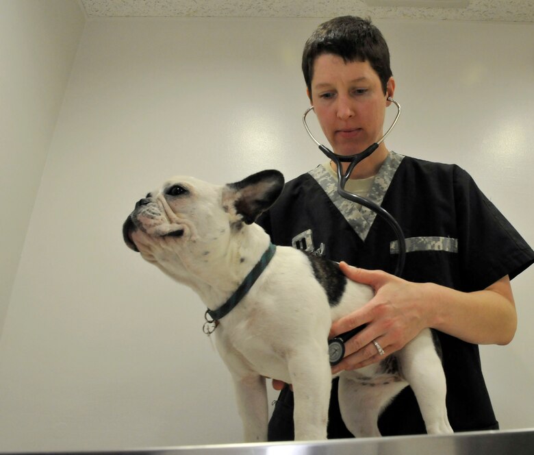 Misawa Vet. Clinic keeps furry family healthy > Pacific Air Forces