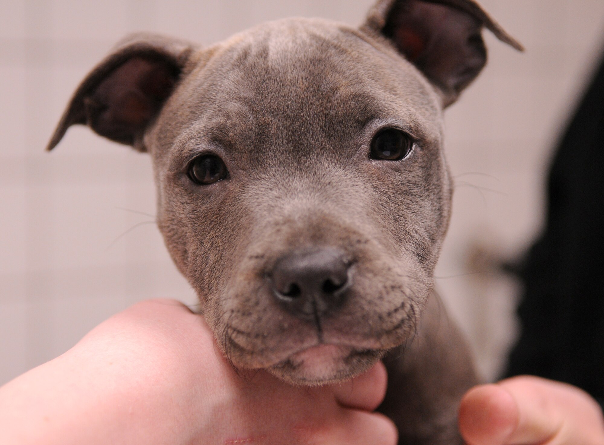 SPANGDAHLEM AIR BASE, Germany – Lotus, a 10-week-old Staffordshire bull terrier, receives a check-up from the veterinary technician at the vaccine clinic here Feb. 26. The Spangdahlem Veterinary Clinic hosted the vaccine clinic to help Sabers keep their pets healthy. The veterinary clinic’s primary mission is to provide treatment for military working dogs on base, but they treat pets on a limited basis. (U.S. Air Force photo/Senior Airman Nathanael Callon)