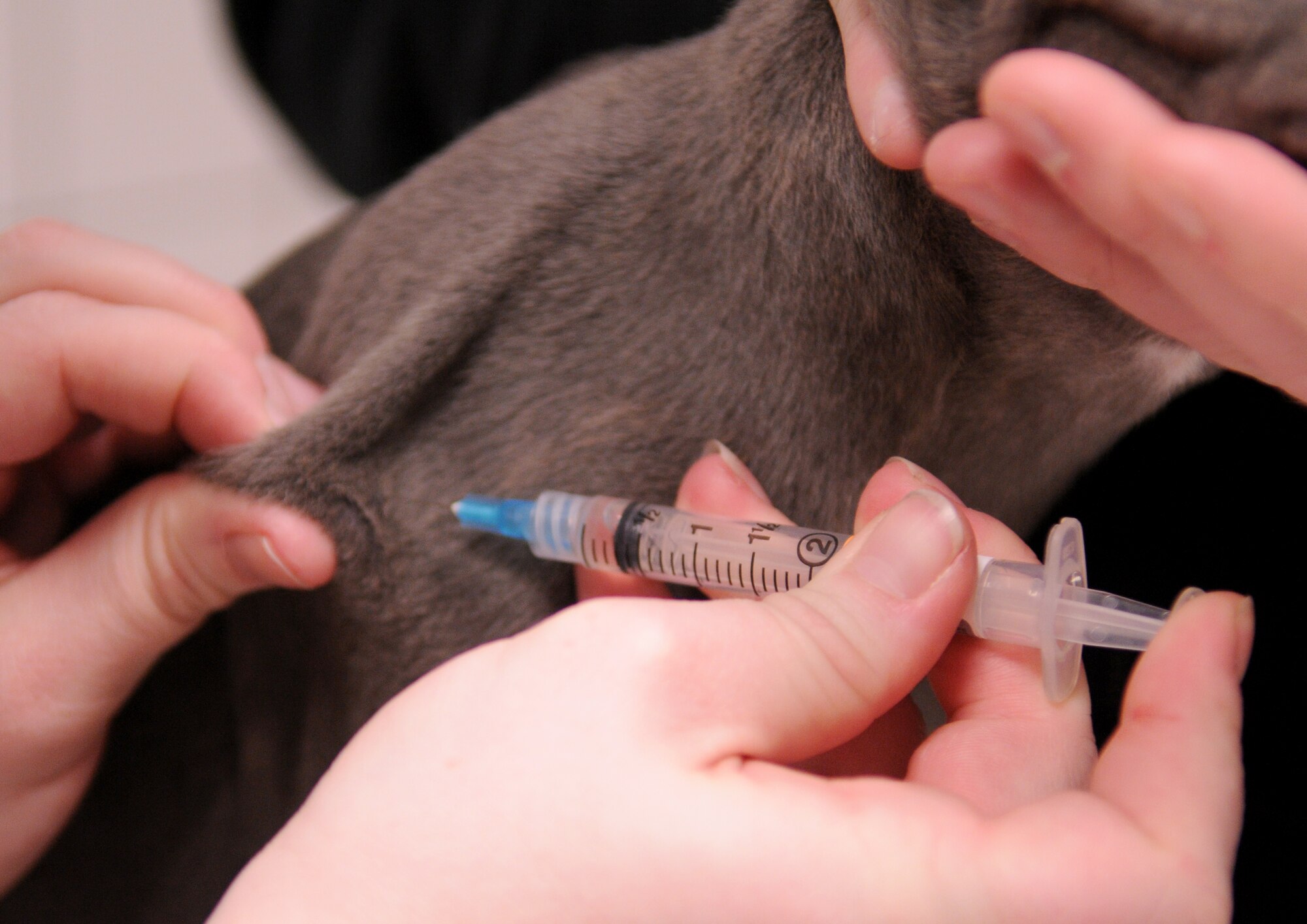 SPANGDAHLEM AIR BASE, Germany – Meaghan Gibson, Spangdahlem Veterinary Clinic veterinary technician, gives a shot to Lotus, a 10-week-old Staffordshire bull terrier, at the vaccine clinic here Feb. 26. The Spangdahlem Veterinary Clinic hosted the vaccine clinic to help Sabers keep their pets healthy. The veterinary clinic’s primary mission is to provide treatment for military working dogs on base, but they treat pets on a limited basis. (U.S. Air Force photo/Senior Airman Nathanael Callon)