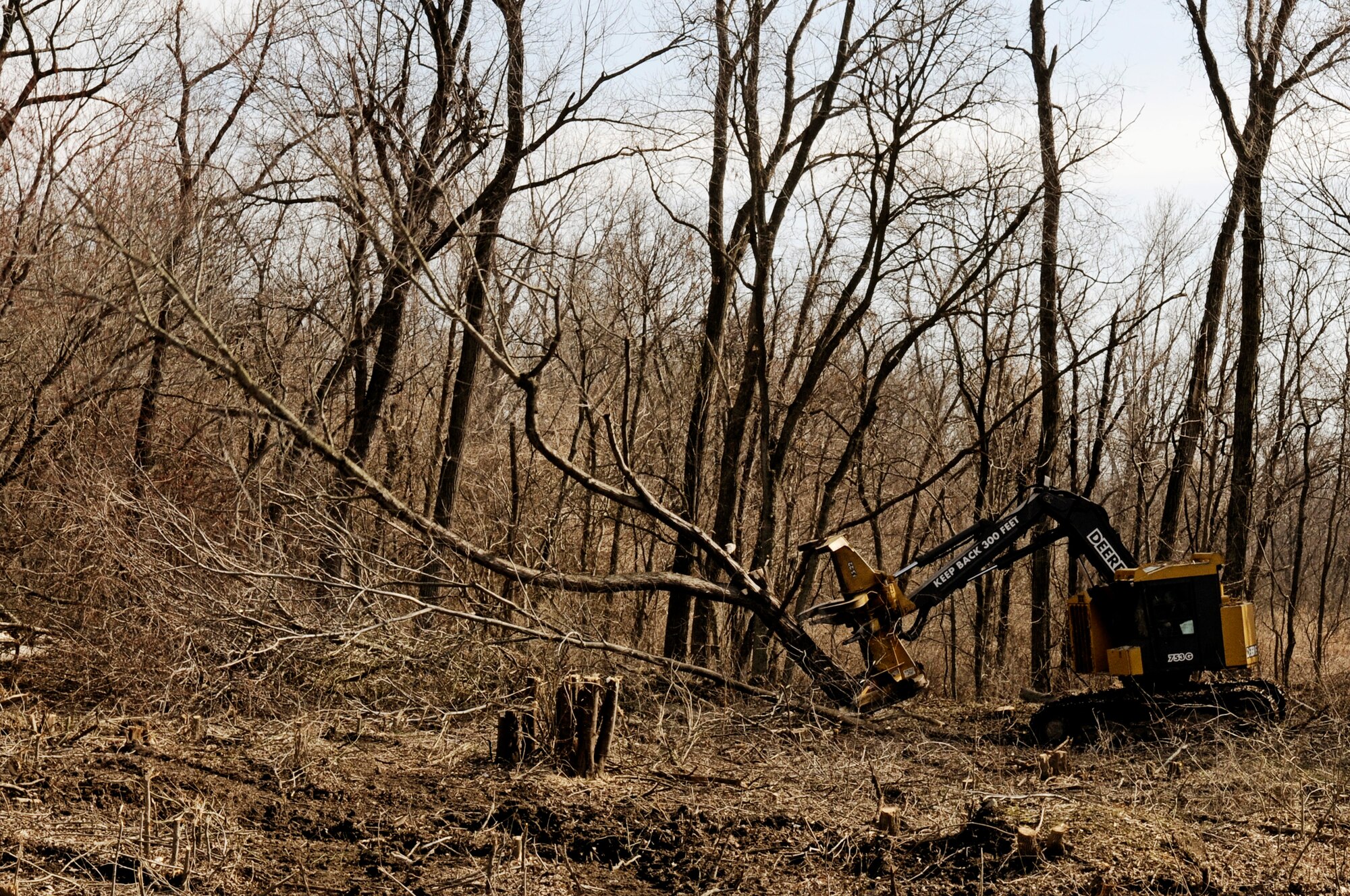 A feller buncher chops down trees from a landfill site Mar. 1, 2011 at Scott Air Force Base, Ill. The base landfill that operated from the 1940's until 1976 is being capped as part of a $20 million project. The 36 acre landfill engineered capping will consist of a one-foot thick gravel layer for methane gas collection, a geosynthetic liner to cover all of the landfill waste and prevent future contact with the waste, a drainage layer to funnel rainwater off of the liner, and two feet of clean soil to serve as a protective layer for the liner and to support vegetative growth. As part of the landfill capping project, the first phase is to remove the trees that have grown on top of the landfill. Capping the former base landfill is part of the Environmental Restoration Program efforts to meet the Air Force's goal of having remedies in place at contaminated sites by the end of 2012. (U.S. Air Force Photo/Staff Sgt. Brian J. Valencia)