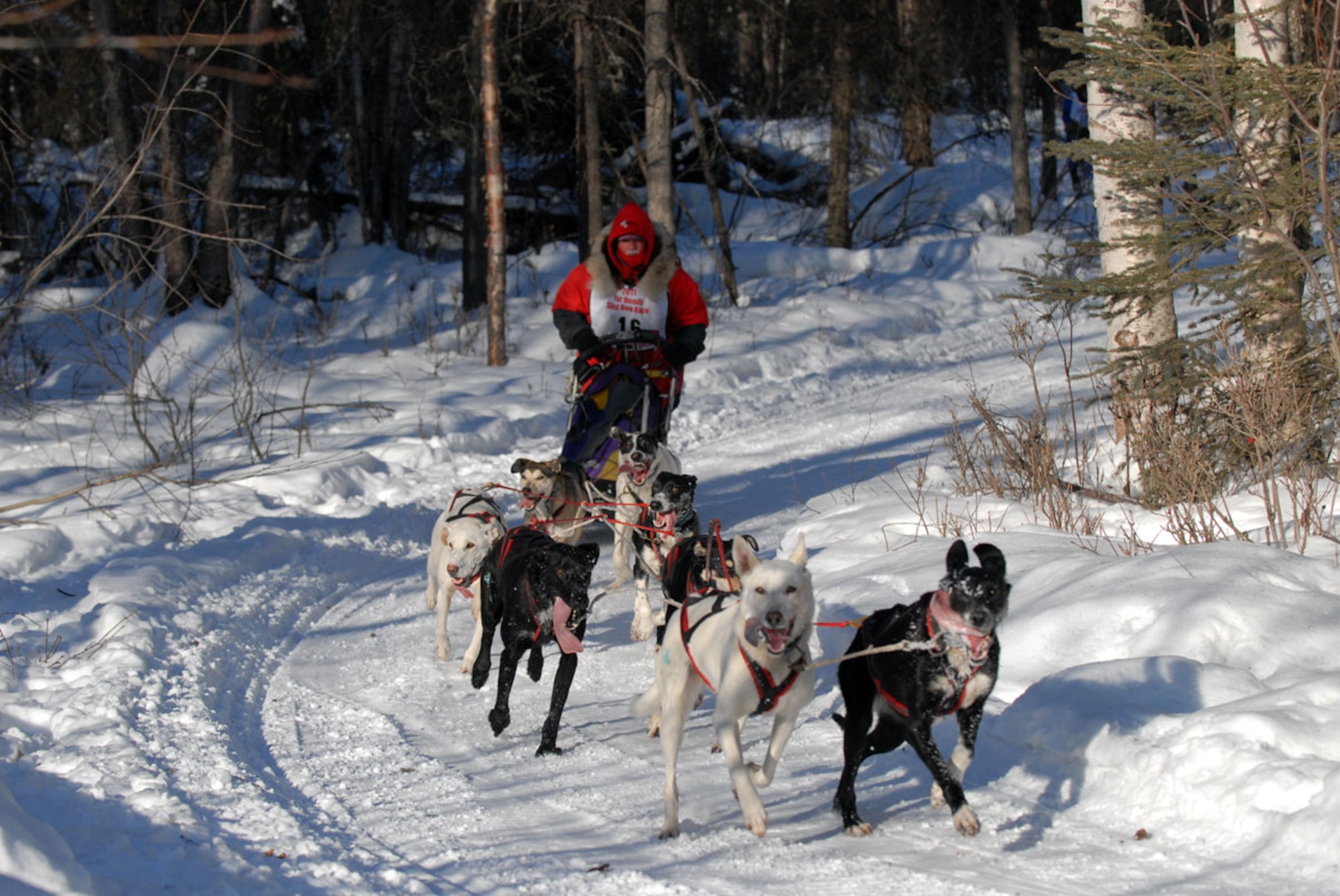 LEFT: Don Cousins of Alberta, Canada, competes, Feb. 27, in the 2011 Fur Rondy Sled Dog Race. The three-heat 25-mile race dates back to 1946. (U.S. Air Force photo/Steve White)