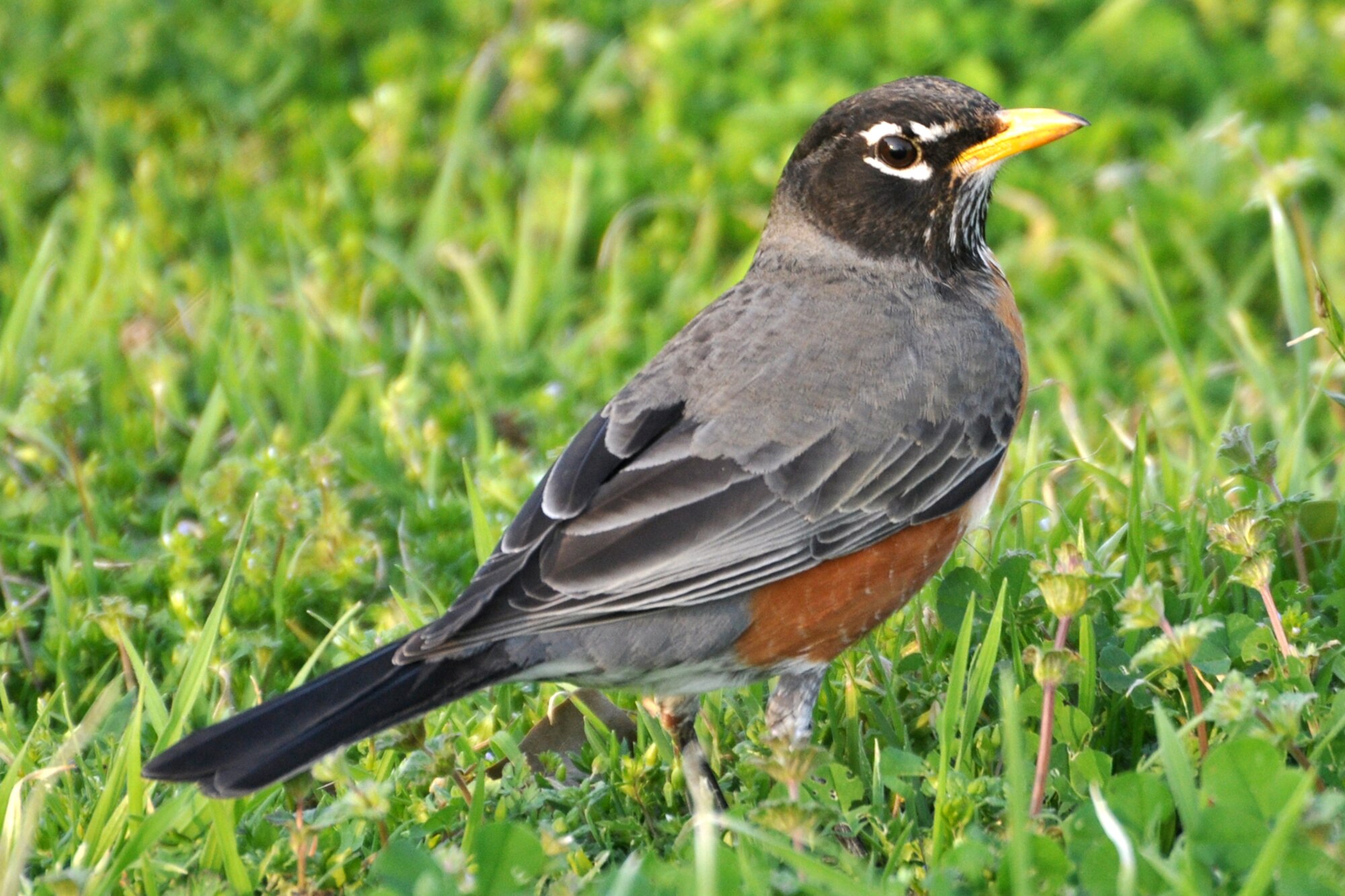 A Male American Robin forages for earthworms and ground-dwelling insects outside the 307th Bomb Wing headquarters building at Barksdale Air Force Base, La., March 1, 2011. For many people, robins are a definite sign that spring has arrived, and they are one of the most familiar species for birdwatchers. A large, sturdy songbird with long legs, a light yellowish bill and a long tail, the Robin has a rusty-orange breast and a dark gray-brown back. When they are not breeding, robins tend to form large flocks, and often feed in trees that produce berries. However, while breeding, they will forage on the ground. Robins form monogamous pair bonds that last throughout the breeding season. For the most part, females perform the nest building, although the males may help. Robin’s nests are typically constructed on the horizontal branch of a tree, 6-25 feet from the ground, made of fine grass and twigs, held together with mud. The female typically lays 4 pale blue eggs and incubates them alone. Both parents feed the young and will aggressively defend the nest. They are one of the first birds to begin singing in the morning, and one of the last to be heard at night. With the right trees or shrubs, and a yard full of food and water, Robins could be nesting in your backyard. Numerous species of animals, birds and reptiles make their homes in the area.  Barksdale Airmen take pride in maintaining a base that is animal friendly. (U.S. Air Force photo/Tech. Sgt. Jeff Walston)