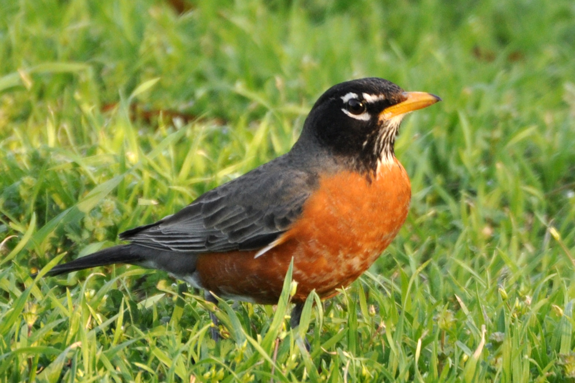 A Male American Robin forages for earthworms and ground-dwelling insects outside the 307th Bomb Wing headquarters building at Barksdale Air Force Base, La., March 1, 2011. For many people, robins are a definite sign that spring has arrived, and they are one of the most familiar species for birdwatchers. A large, sturdy songbird with long legs, a light yellowish bill and a long tail, the Robin has a rusty-orange breast and a dark gray-brown back. Males and females appear similar, but females are less brightly colored and have a white belly. The Robin, normally a bird of fields, open woodlands, and forest edges, has taken advantage of the edges and clearings provided by human development. They have experienced significant increases in population over the past two decades. This may be due to growing human development and suburban sprawl that has created more edge habitat, lawns, and ornamental plantings for foraging, as well as an overall decrease in the use of pesticides. Numerous species of animals, birds and reptiles make their homes in the area.  Barksdale Airmen take pride in maintaining a base that is animal friendly. (U.S. Air Force photo/Tech. Sgt. Jeff Walston)