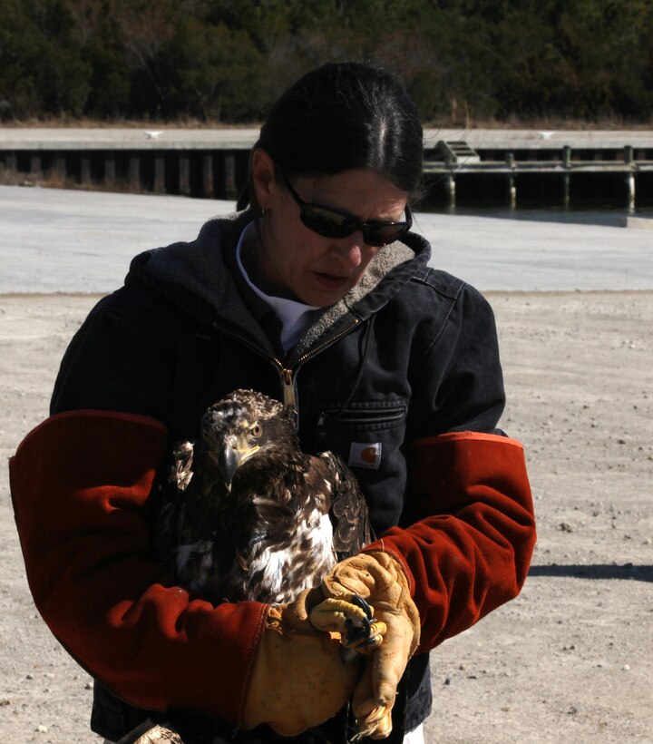A woman holds Faithful, an American bald eagle, prior to his release at Mile Hammock Bay aboard Marine Corps Base Camp Lejeune, March 4. Faithful is one of many eagles who call the base their home, it was found injured and was nursed back to full health before being released. (1st Lt. Nicole Fiedler)