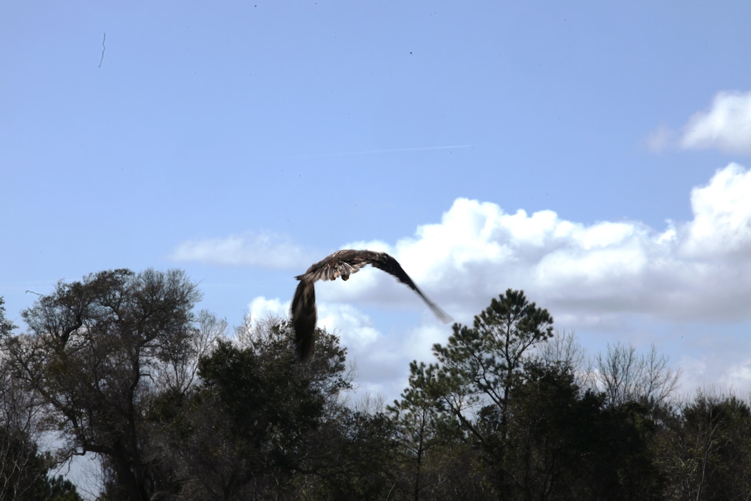 Faithful, an American Bald Eagle is released back into the wild at Mile Hammock Bay aboard Marine Corps Base Camp Lejeune, March 4. Faithful was found near the same area Dec. 2, 2010, and had sustained injuries to one of his wrists.  After being nursed back to full health the bald eagle was set free. (1stLt. Nicole Fiedler)