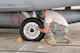 Tech. Sgt. Jake Hermanson, from the 132nd Fighter Wing (132FW), Des Moines, Iowa, checks the tire pressure of an F-16 aircraft and fills it with air on the flight line of the Royal Australian Air Force (RAAF) Base, Williamtown, Australia on March 4, 2011.  The 132FW is completing joint flying operation, 'Sentry Down Under