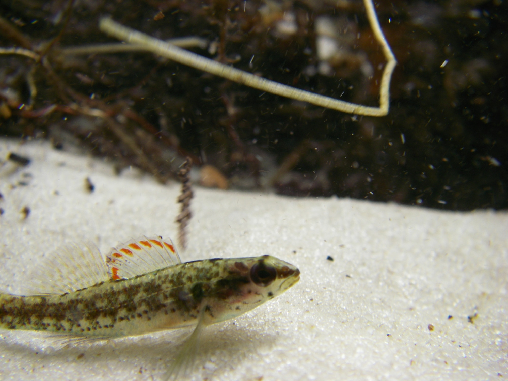 EGLIN AIR FORCE BASE, Fla. - Over 95 percent of the habitat for the endangered Okaloosa darter resides at Eglin.  Efforts on the installation have led to a proposal to down-list the species from “endangered” to “threatened” status. (Air Force photo)