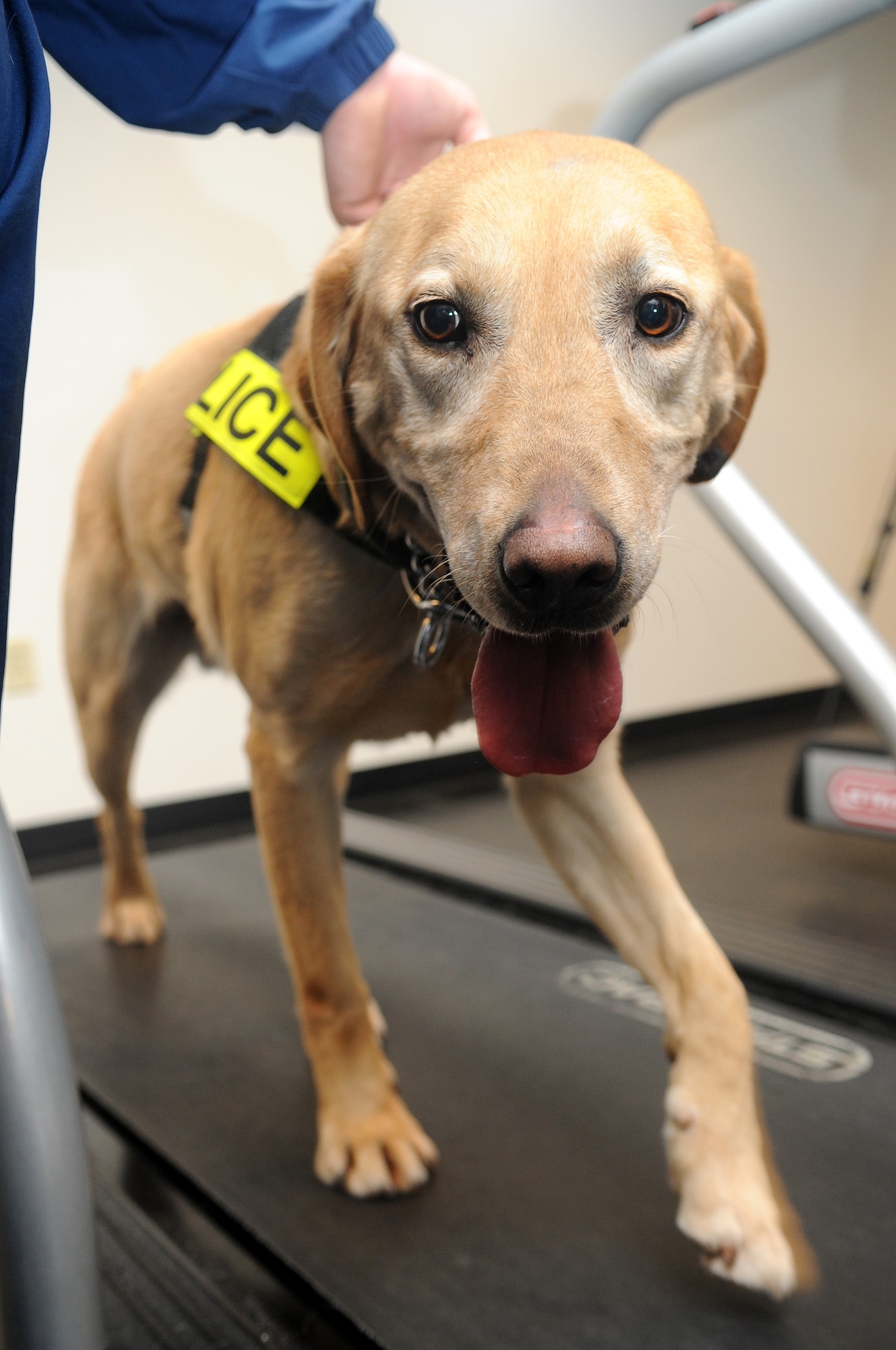 Buckley Air Force Base, Colo.-  Pier, 460th Security Forces squadron, works hard while running on the treadmill Mar 2, 2011.Direct from Lackland AFB, Buckley is one of few bases instituting the new physcial training program for military working dogs.  ( U.S. Air Force Photo by Airman 1st Class Marcy Glass )