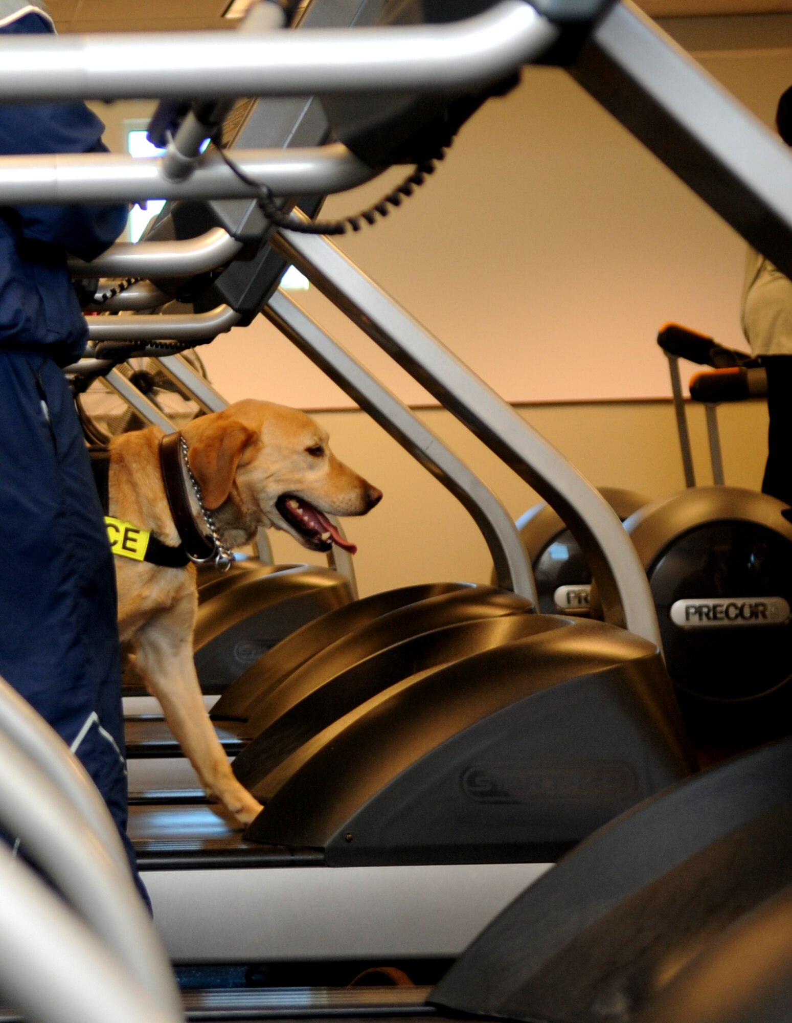 Buckley Air Force Base, Colo.-  Pier, 460th Security Forces squadron, begins his day with a nice run on the treadmill Mar 2, 2011. Buckley is one of few bases instituting the new physcial training program for military working dogs.  ( U.S. Air Force Photo by Airman 1st Class Marcy Glass )