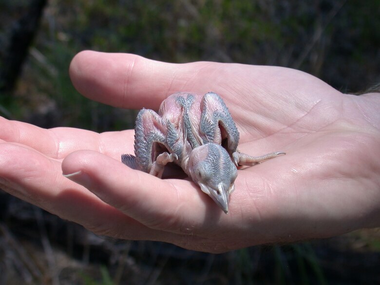 A red-cockaded woodpecker chick is held by a wildlife biologist at Eglin Air Force Base, Fla. Foresters implement periodic controlled burns to maintain the mature longleaf pine landscape and provide a suitable environment for the birds. (Courtesy photo)