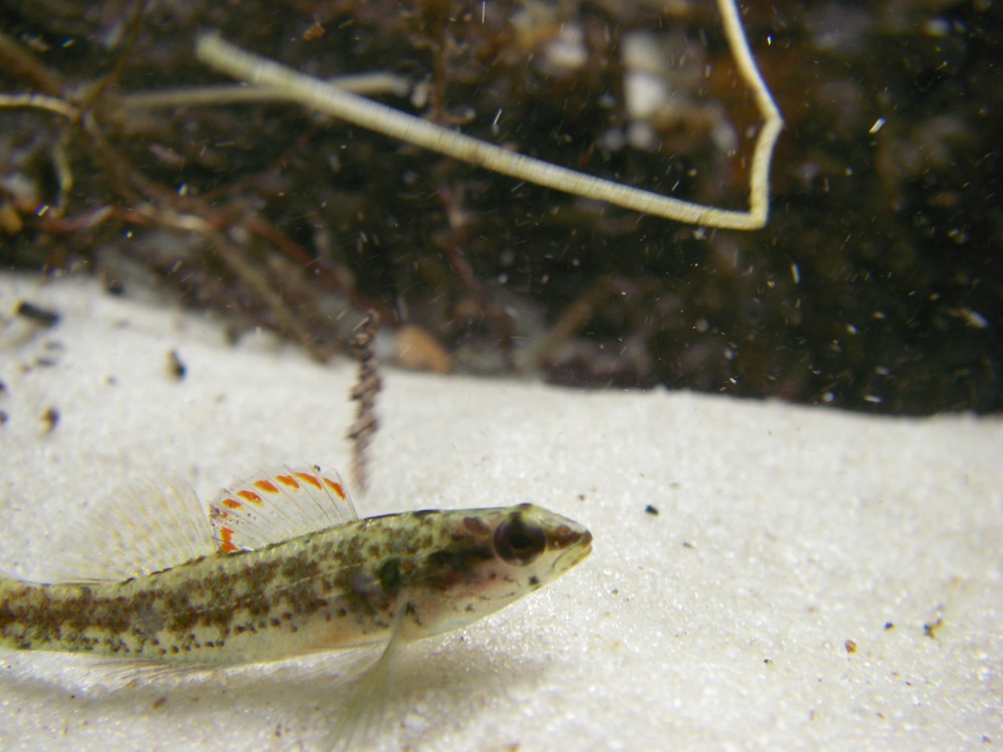 More than 95 percent of the habitat for the endangered Okaloosa darter resides at Eglin Air Force Base, Fla. Efforts on the installation have led to a proposal to down-list the species from endangered to threatened status. (U.S. Air Force photo)
