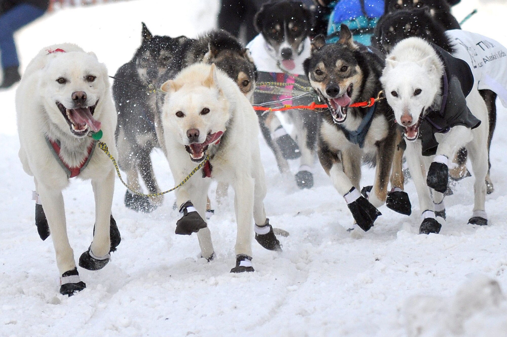 Musher Kelly Maixner's team races down Cordova Street at the ceremonial start of the 2011 Iditarod Trail Sled Dog Race March 5. Sixty-two teams, plus this year's honorary musher Tom Busch left the start point on 4th Avenue to kick off the 1,150-mile race to Nome. (U.S. Air Force photo/John Pennell)