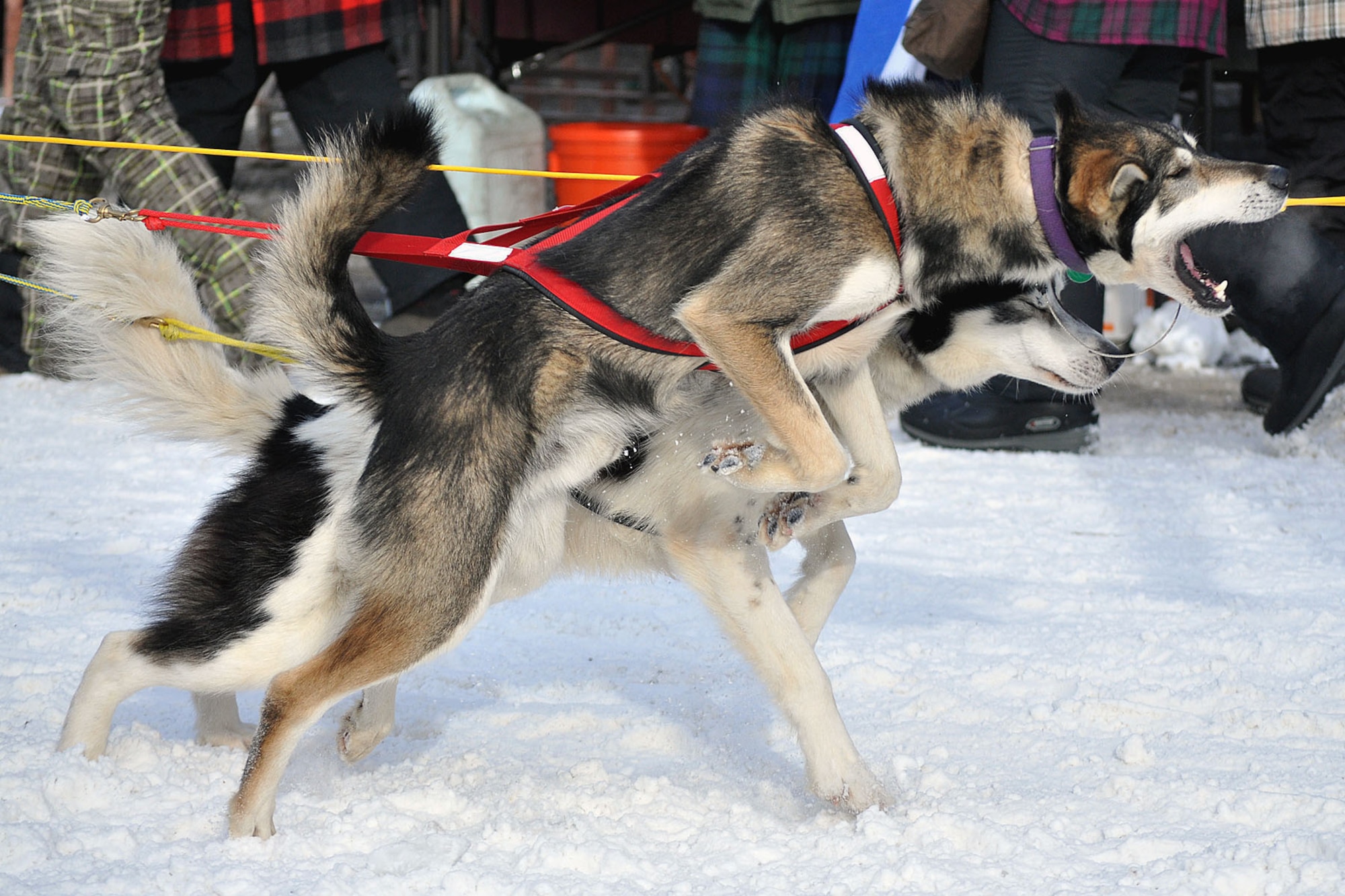 Dogs from musher Brennan Norden's team wait anxiously for their turn to take to the trails at the ceremonial start of the 2011 Iditarod Trail Sled Dog Race March 5. Sixty-two teams, plus this year's honorary musher Tom Busch left the start point on 4th Avenue to kick off the 1,150-mile race to Nome. (U.S. Air Force photo/John Pennell)