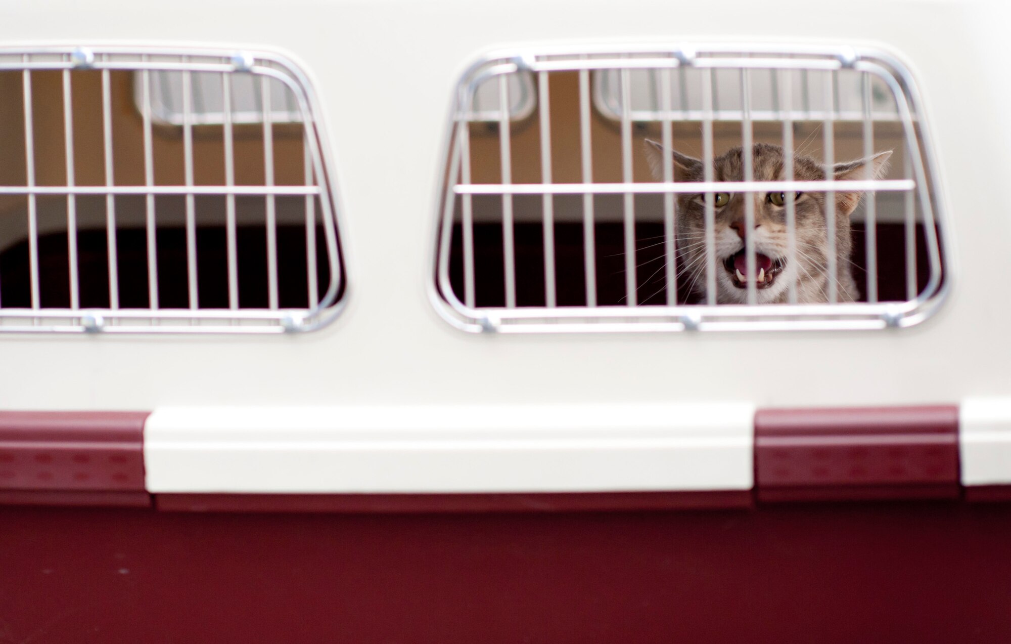 YOKOTA AIR BASE, Japan -- A cat calls out for its owner before being loaded onto a Delta Air Lines flight leaving here March 12. The aircraft diverted to Yokota from Narita International Airport in Tokyo, Japan, after an 8.9 magnitude earthquake struck off the eastern coast of Japan. (U.S. Air Force photo/Staff Sgt. Samuel Morse)
