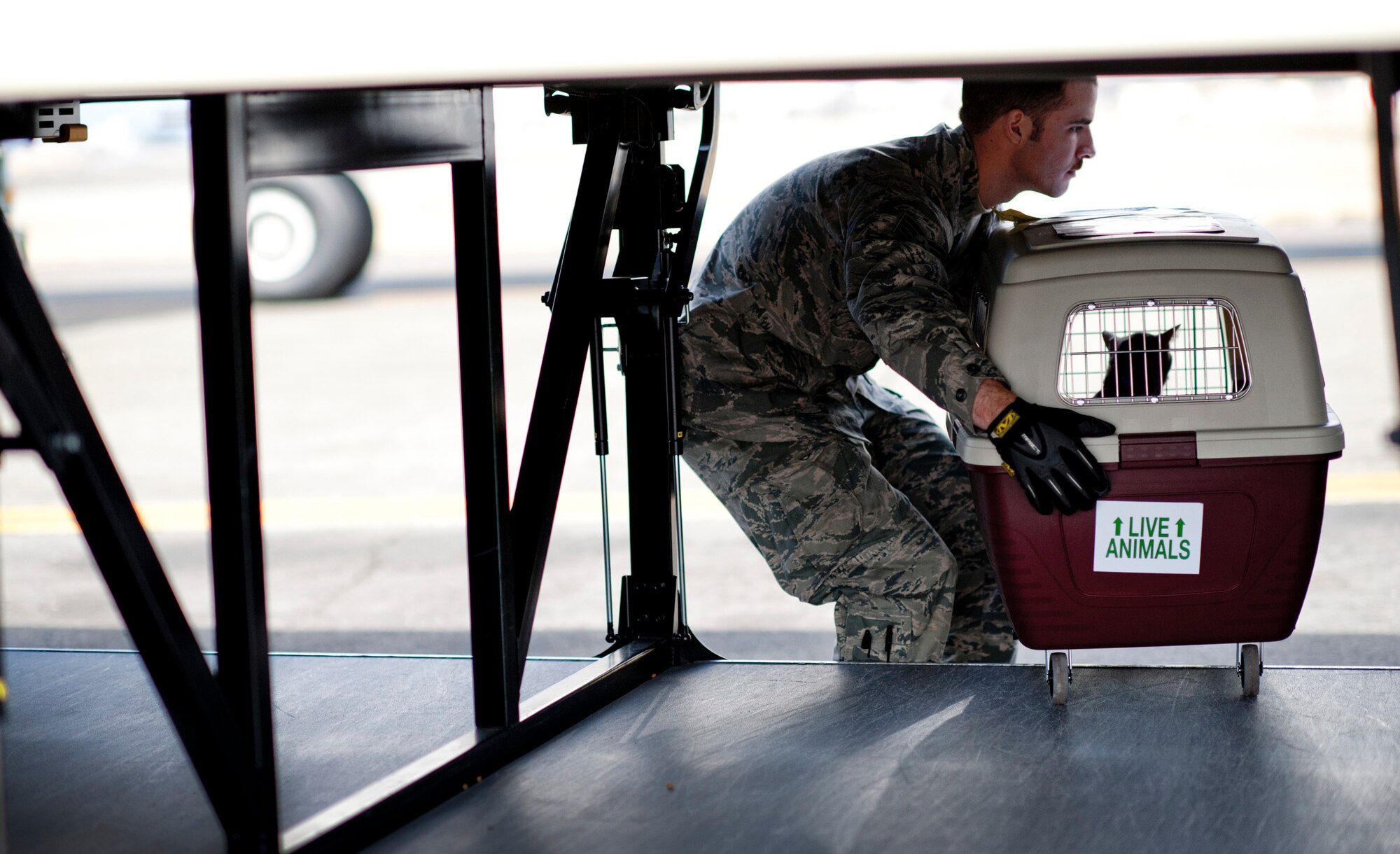 YOKOTA AIR BASE, Japan -- A Yokota Airman picks up an animal carrier with a cat   from a bus here March 12. The cat belonged to one of the passengers aboard one of the Delta Air Lines aircraft that had been diverted to Yokota the day prior following an 8.9 magnitude earthquake that hit off the east coast of Japan. (U.S. Air Force photo by Staff Sgt. Samuel Morse)