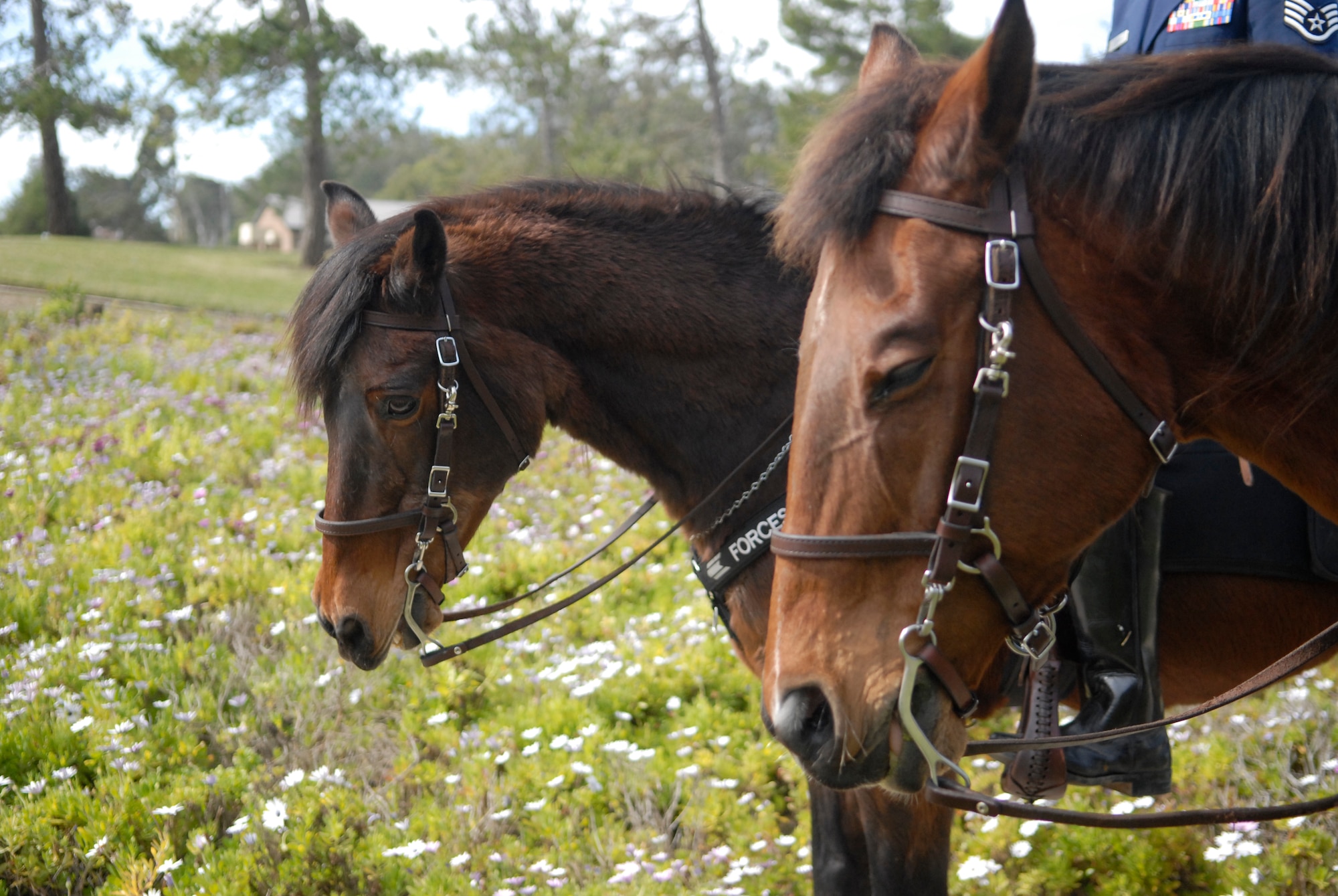 Military Working Horses Judge and Willie retired March 14, 2011 here.  Vandenberg is currently the only Air Force base with Military Working Horses.  The horses are used for patrolling, search and rescue, crowd control and surveillance.  (U.S. Air Force photo/1st. Lt. Ann Blodzinski)