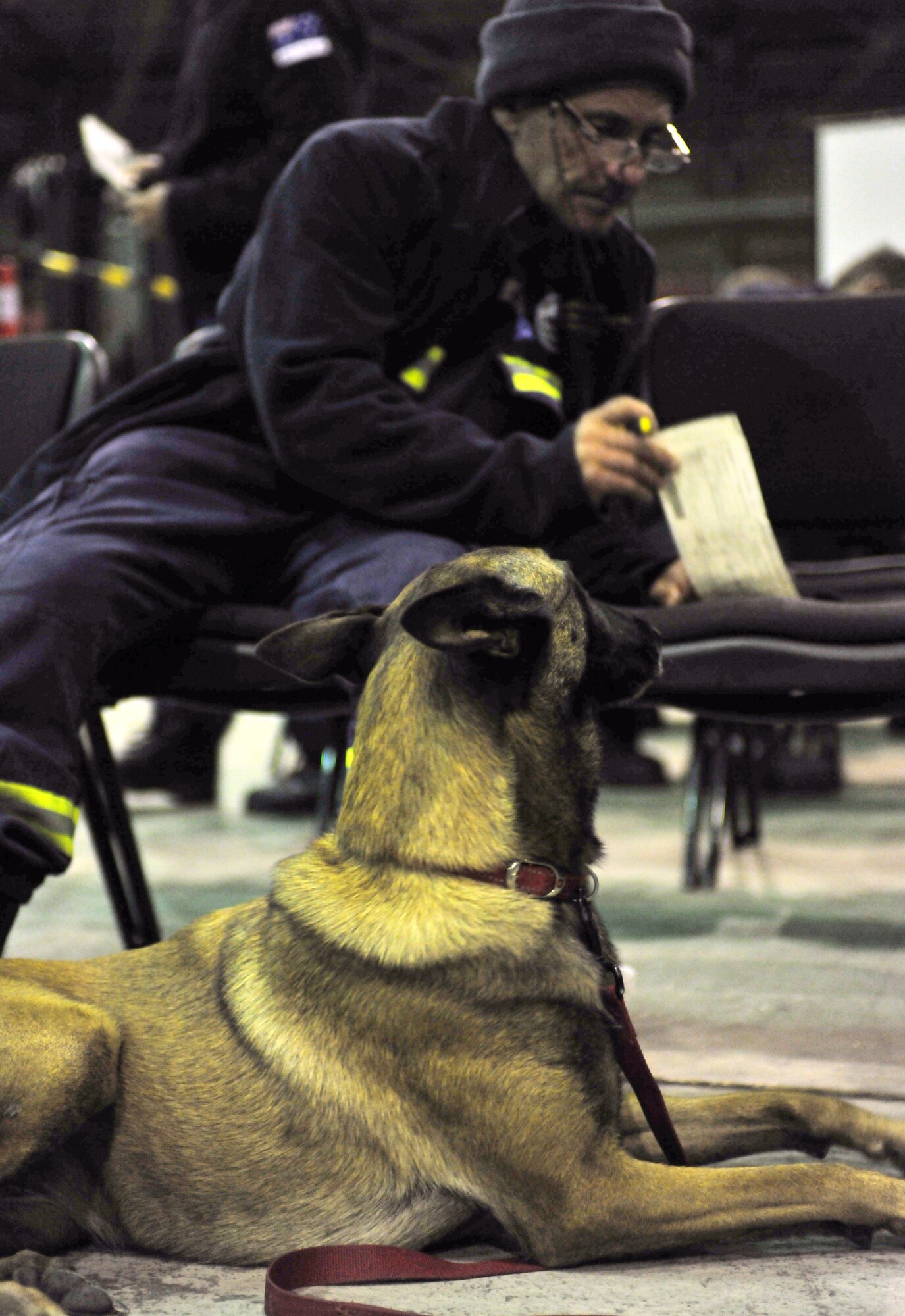 YOKOTA AIR BASE, Japan --Tilda, a Search and Rescue dog, watches Chris Purcill, Queenland Urban Search and Rescue Taskforce canine handler, completes customs forms here March 14. The team is here to assist with Japan's earthquake and tsunami recovery effort. (U.S. Air Force photo/Master Sgt. Kimberly Spinner)