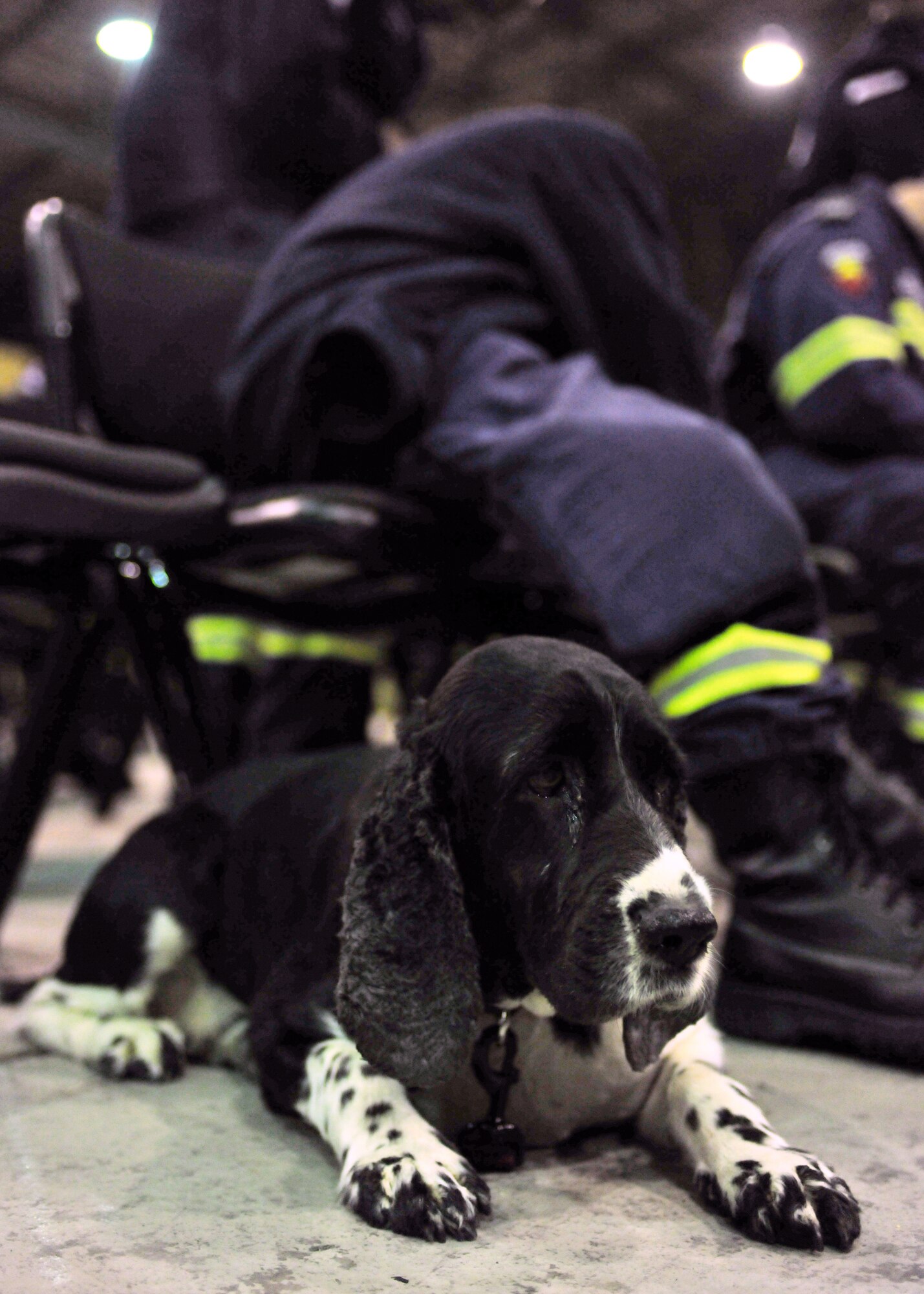YOKOTA AIR BASE, Japan -- Freyer, a Queenland Urban Search and Rescue Taskforce dog, waits patiently while his trainer completes customs forms here March 14, the team is here to assist with Japan's earthquake and tsunami recovery effort. (U.S. Air Force photo/Master Sgt. Kimberly Spinner) 