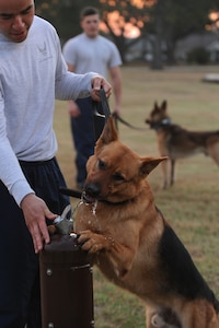 Staff Sgt.Jonathon Campbell lets Rony take a drink of water after thier jog around McCombs Way during physical training March 14 on Joint Base Charleston Air Base, Sergeant Cambell is a dog handler and Rony is a military working dog, both from the 628th Security Forces Squadron. (U.S. Air Force photo/ Staff Sgt. Nicole Mickle)