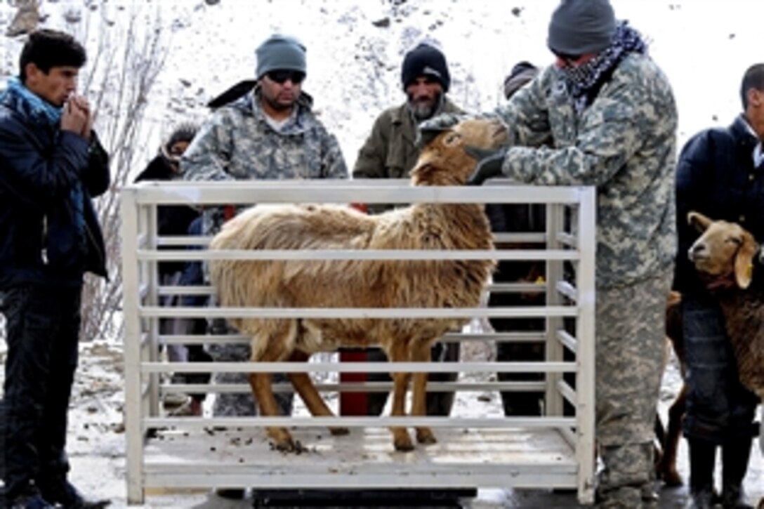 U.S. Army Staff Sgt. Joshua Hancock examines a sheep in in the Khenj district, Afghanistan, March 5, 2011. Hancock is assistant Panjshir agricultural lead, Kentucky Agribusiness Development Team II, which examined more than 120 pregnant sheep in three districts. The team also plans to  teach farmers and herders how to use the results to better the health of their flocks.