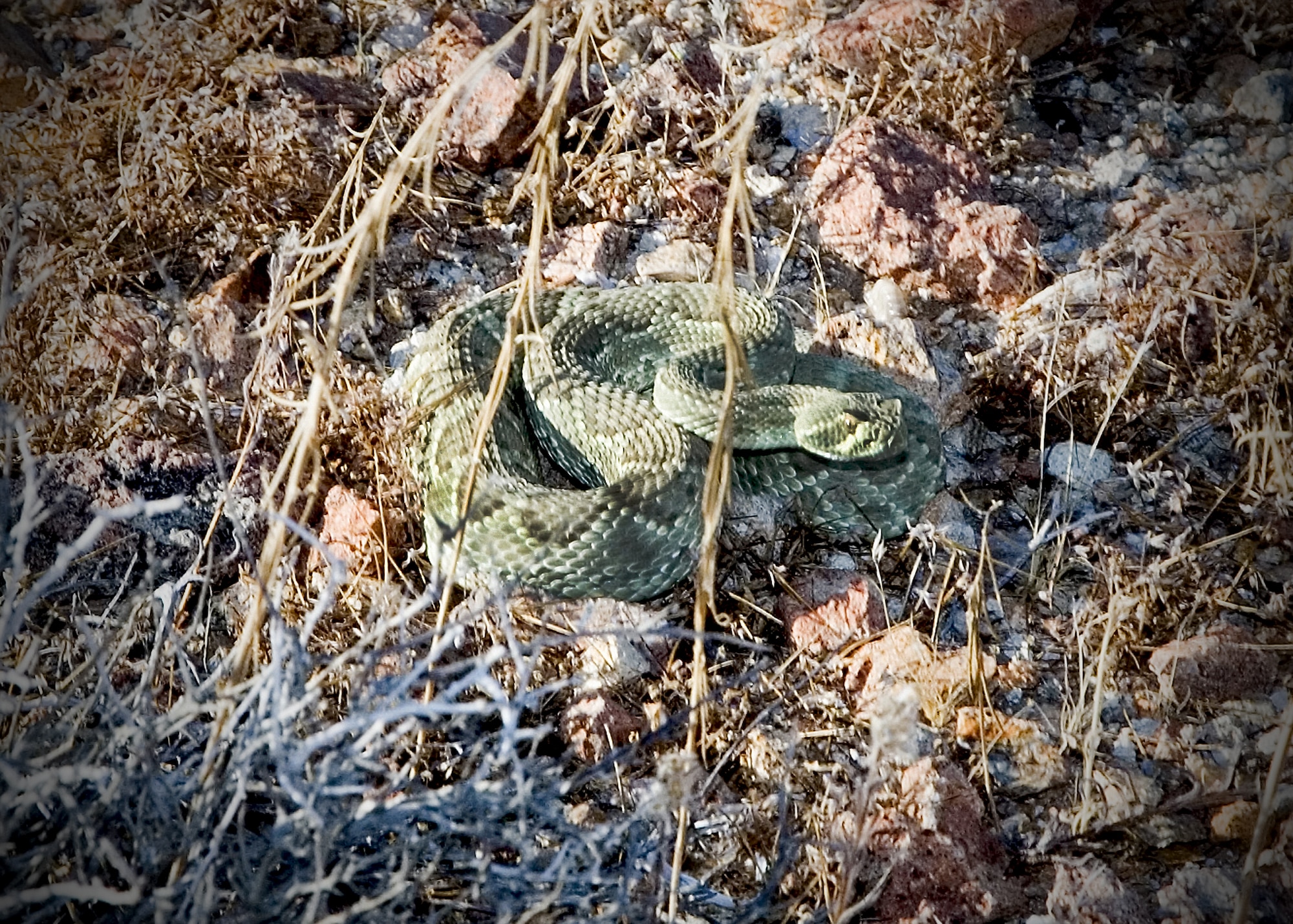 A Mojave green rattlesnake coils in the desert at Edwards. With the warmer weather, snakes are emerging from their winter homes, so residents should take precautions to avoid close contact with these creatures to avoid being bitten. (Air Force photo by Bobbi Zapka)