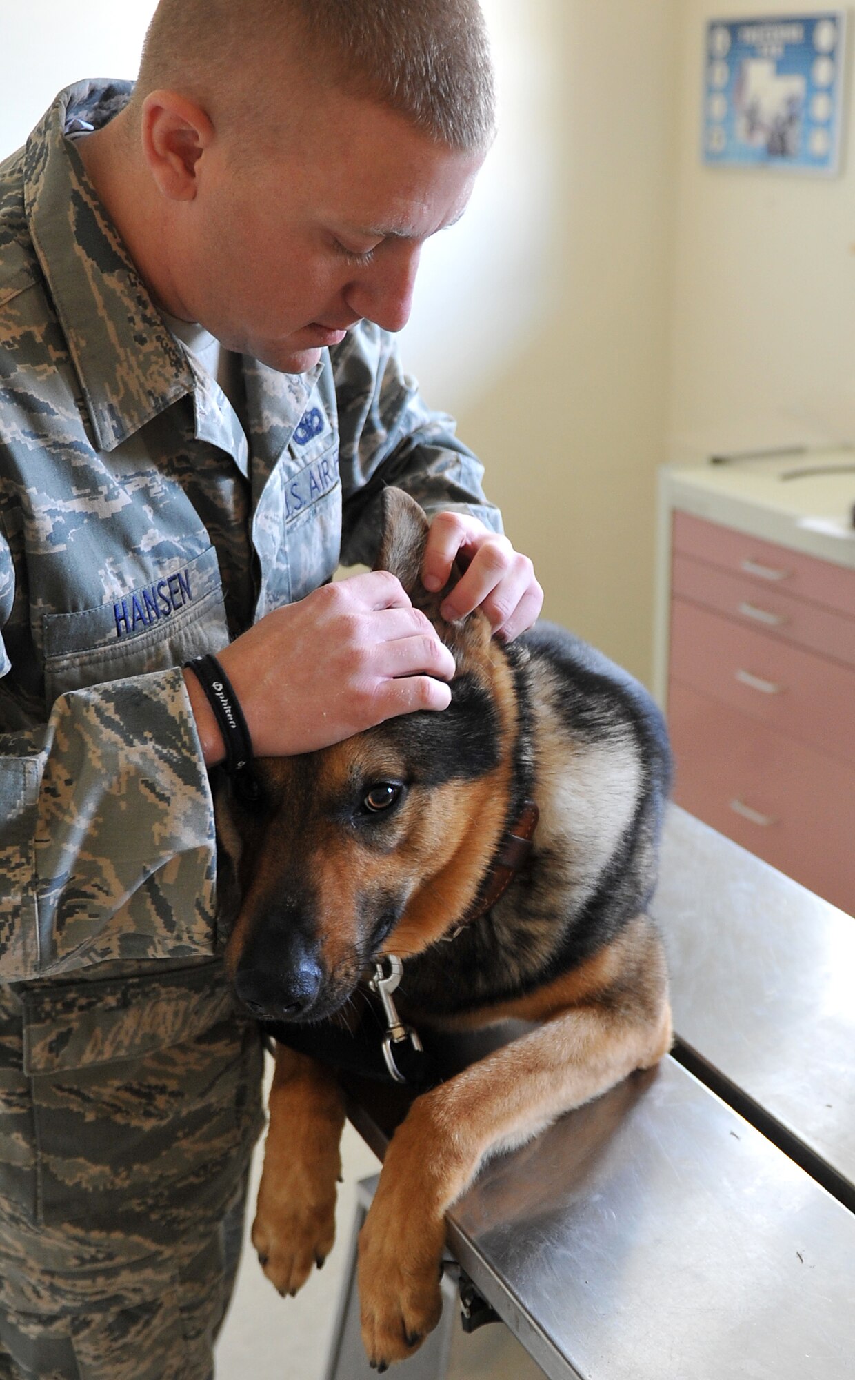 Staff Sgt. Beau Hansen, a 19th Security Forces Squadron trainer handler, performs an ear inspection on Kato, a 19th SFS military working dog, March 2, 2011, at Little Rock Air Force Base, Ark. Ear inspections are health checks that Sergeant Hansen and the other dog handlers perform daily.  (U.S. Air Force photo by Airman 1st Class Rusty Frank)