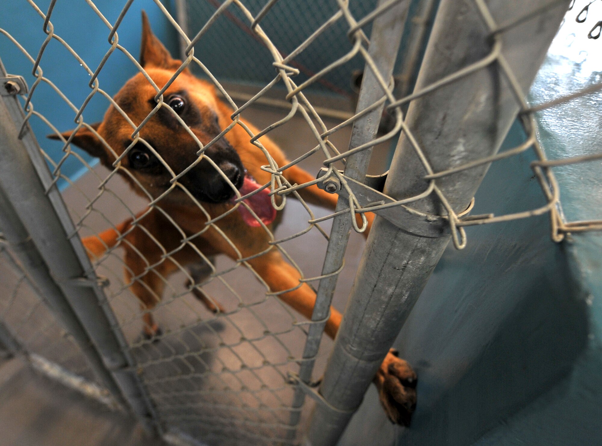 Risci, a 19th Security Forces Squadron military working dog, shows his excitement from his kennel as he begins his duty day March 02, 2011, at Little Rock Air Force Base, Ark. Risci, a dual-purpose military working dog, is trained for explosion detection and security forces patrol duty.  (U.S. Air Force photo by Staff Sgt. Chris Willis) 