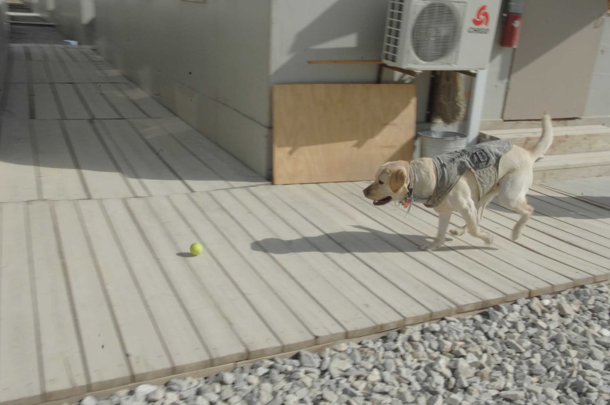 Army Sgt.1st Class Timmy, a Craig Joint Theater Hospital behavioral therapist dog, chases a ball thrown by a servicemember. Servicemembers have been shown to be more responsive to Sergeant Timmy when dealing with stress. (U.S. Air Force photo/Senior Airman Amber R. Kelly-Herard)
