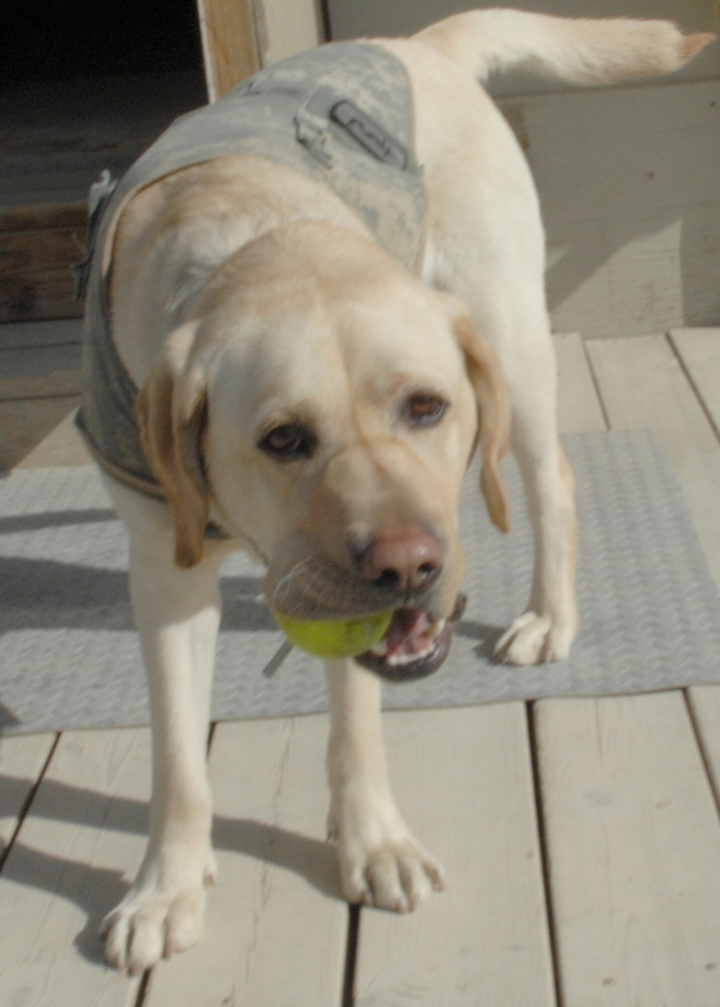 Army Sgt. 1st Class Timmy, a Craig Joint Theater Hospital behavioral therapist dog, helps stressed servicemembers relax and communicate their feelings. Sergeant Timmy also engages with children in Afghanistan during outreach missions. (U.S. Air Force photo/Senior Airman Amber R. Kelly-Herard)