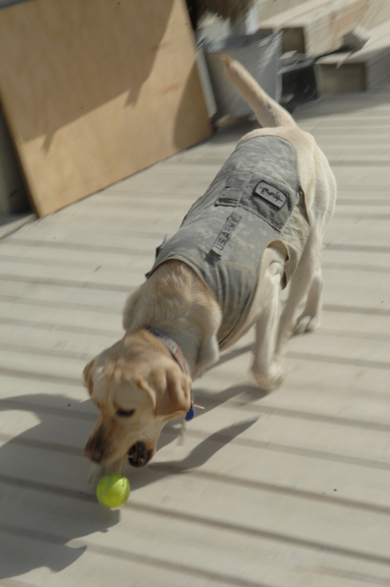 Army Sgt. 1st Class Timmy, Craig Joint Theater Hospital behavioral therapist dog, deployed here last July and will serve for two years. Sergeant Timmy is one of two behavioral therapist dogs helping servicemembers in Afghanistan. (U.S. Air Force photo/Senior Airman Amber R. Kelly-Herard)