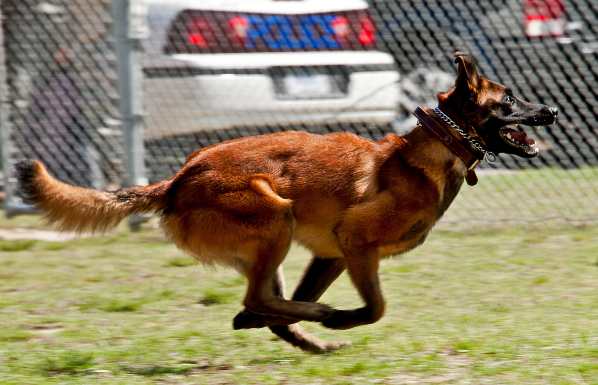 Rex, a 96th Security Forces military working dog, gallops across the kennel course at Eglin Air Force Base Fla., to retrieve his toy.  Rex and his handler, Staff Sgt. David Aenchbacher, recently competed in the United States Police Canine Association regional competition for the first time.  The K-9 team was the only military team in the competition and took home second place in the novice (first year) category.  (U.S. Air Force photo/Samuel King Jr.)