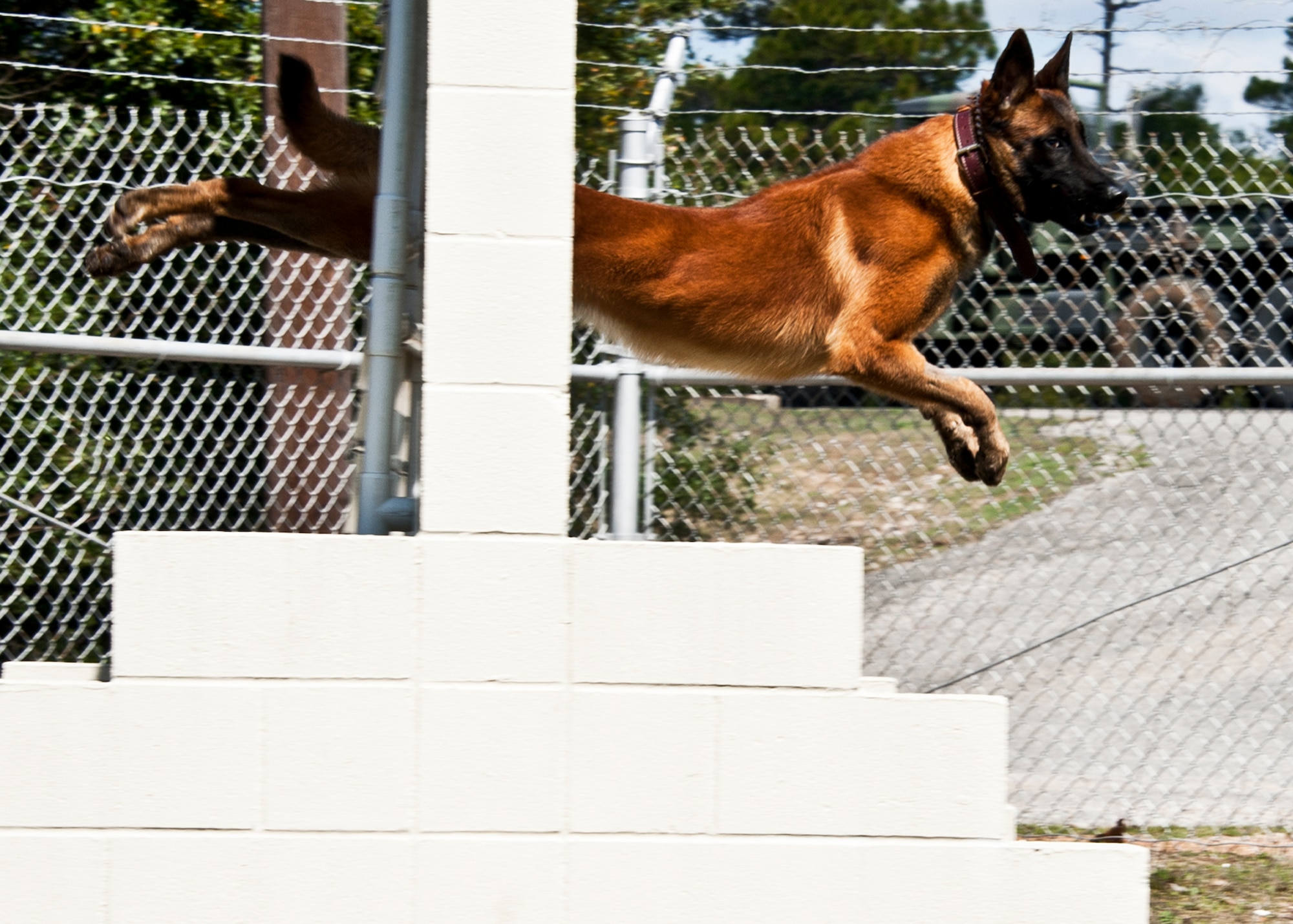 Rex, a 96th Security Forces military working dog, leaps through an obstacle while training on the kennel course at Eglin Air Force Base Fla.  Rex and his handler, Staff Sgt. David Aenchbacher, recently competed in the United States Police Canine Association regional competition for the first time.  The K-9 team was the only military team in the competition and took home second place in the novice (first year) category.  (U.S. Air Force photo/Samuel King Jr.)