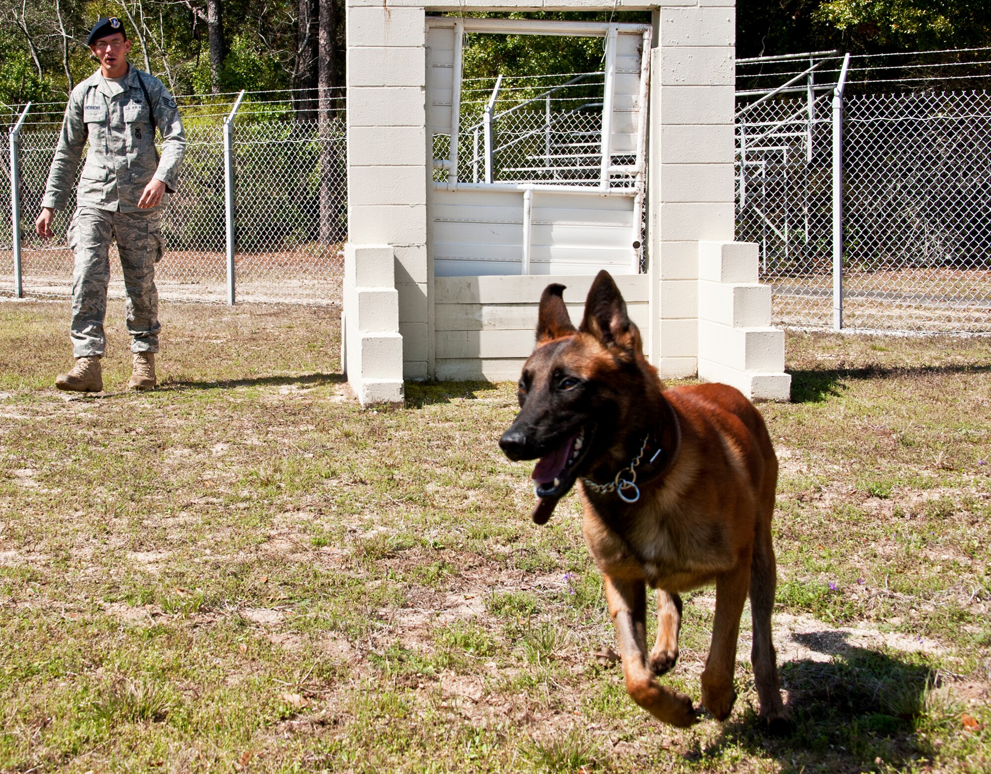 Rex, a 96th Security Forces military working dog, moves toward the next obstacle after leaping through the last one at the kennel course at Eglin Air Force Base Fla.  Rex and his handler, Staff Sgt. David Aenchbacher, recently competed in the United States Police Canine Association regional competition for the first time.  The K-9 team was the only military team in the competition and took home second place in the novice (first year) category.  (U.S. Air Force photo/Samuel King Jr.)