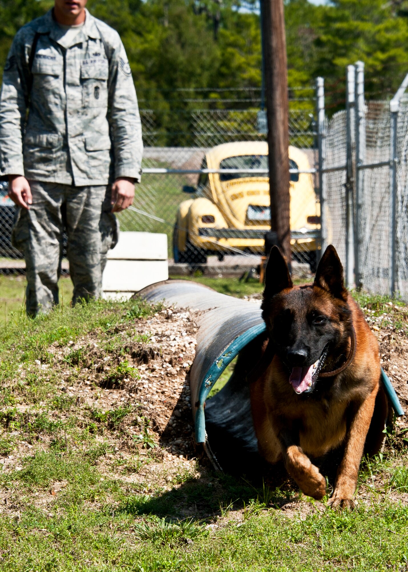 Rex, a 96th Security Forces military working dog, exits through a tunnel on the obstacle course at the Eglin Air Force Base Fla., kennel.  Rex and his handler, Staff Sgt. David Aenchbacher, recently competed in the United States Police Canine Association regional competition for the first time.  The K-9 team was the only military team in the competition and took home second place in the novice (first year) category.  (U.S. Air Force photo/Samuel King Jr.)