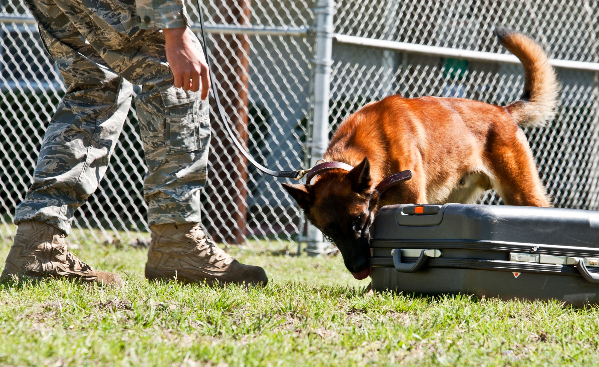 Rex, a 96th Security Forces military working dog, searches a luggage container for any that specific smell during a demonstration at the kennel course at Eglin Air Force Base Fla.  Rex and his handler, Staff Sgt. David Aenchbacher, recently competed in the United States Police Canine Association regional competition for the first time.  The K-9 team was the only military team in the competition and took home second place in the novice (first year) category.  (U.S. Air Force photo/Samuel King Jr.)