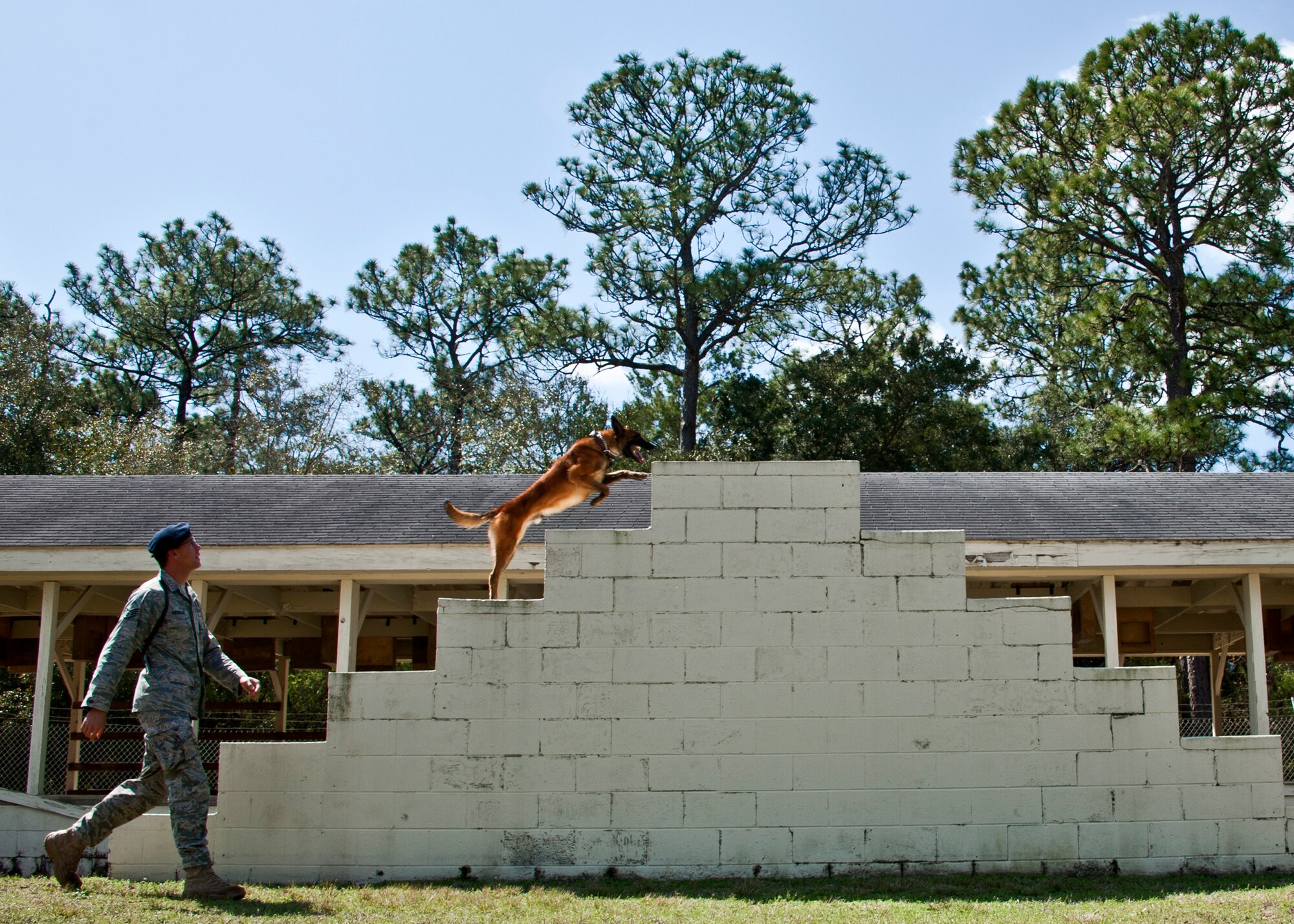 Rex, a 96th Security Forces military working dog, climbs to the top of the obstacle on command at the kennel course at Eglin Air Force Base Fla.  Rex and his handler, Staff Sgt. David Aenchbacher, recently competed in the United States Police Canine Association regional competition for the first time.  The K-9 team was the only military team in the competition and took home second place in the novice (first year) category.  (U.S. Air Force photo/Samuel King Jr.)
