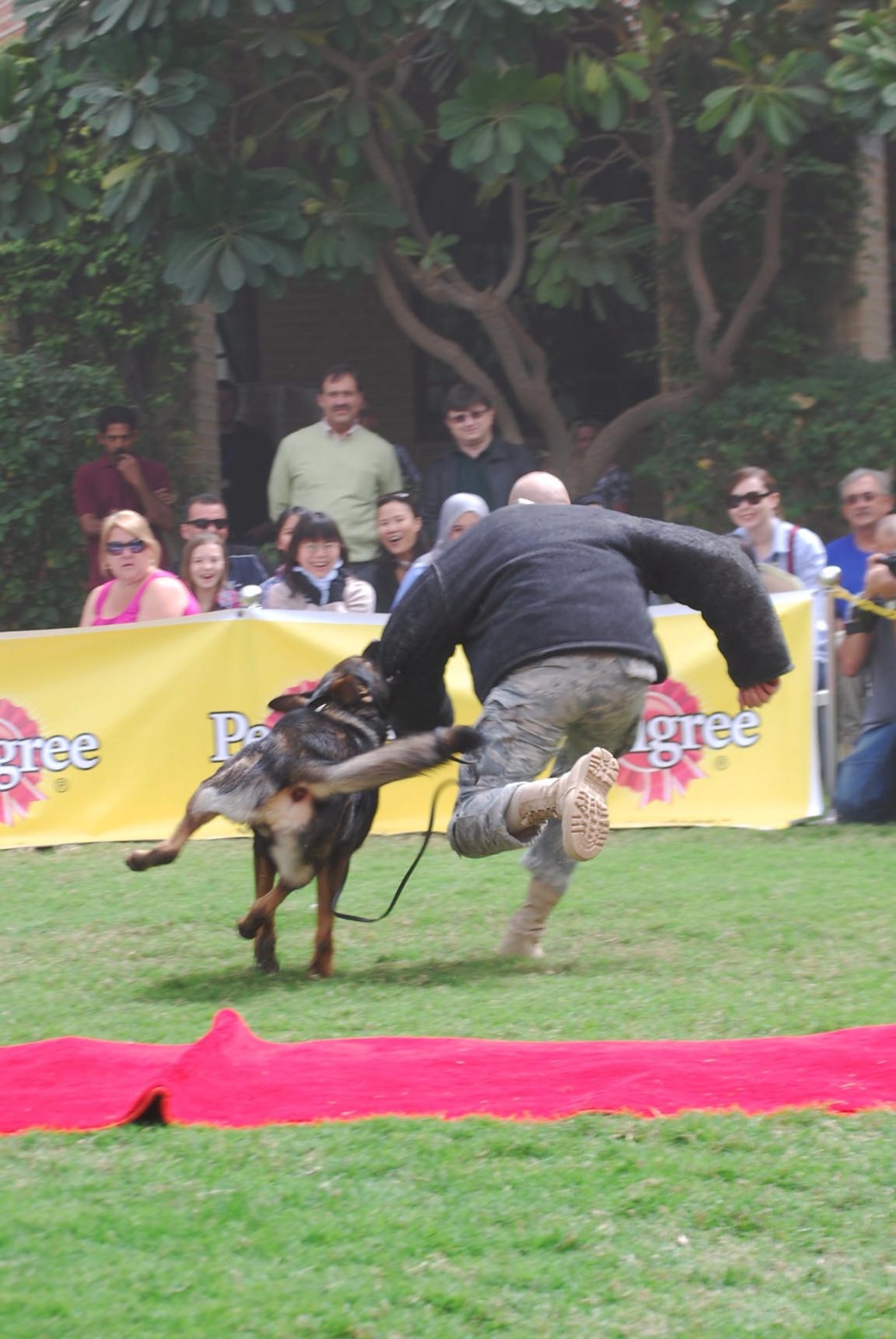 Staff Sgt. Chad McCord, a military working dog handler with the 386th Expeditionary Security Forces Squadron, gets taken down by Military Working Dog Chrach (pronounced Crash) during a MWD demonstration March 4. Sergeant McCord played as a decoy during a military working dog demonstration at the 6th Annual Paws for the Cause Dog Show at the British Embassy Gardens. (Photo courtesy of PAWS)