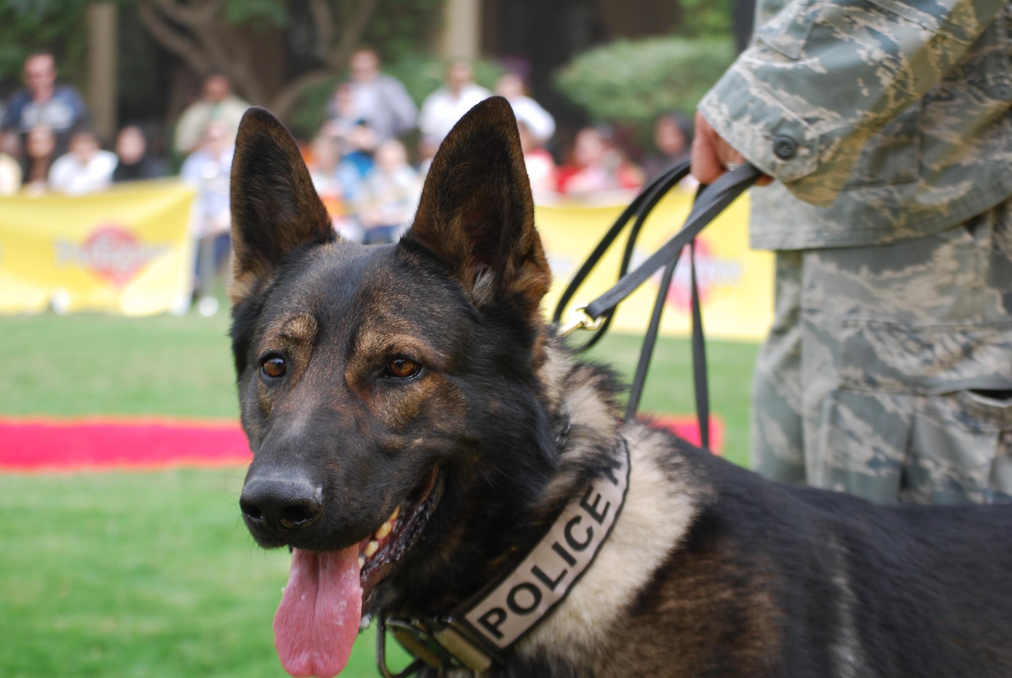 Chrach (pronounced Crash), a three-year old German Shephard Military Working Dog, waits with his handler, Staff Sgt. Kyle Alltop, 386th Expeditionary Security Forces Squadron, before a MWD demonstration at the 6th Annual Paws for the Cause Dog Show March 4, at the British Embassy Gardens in Southwest Asia. (Photo Courtesy of PAWS)