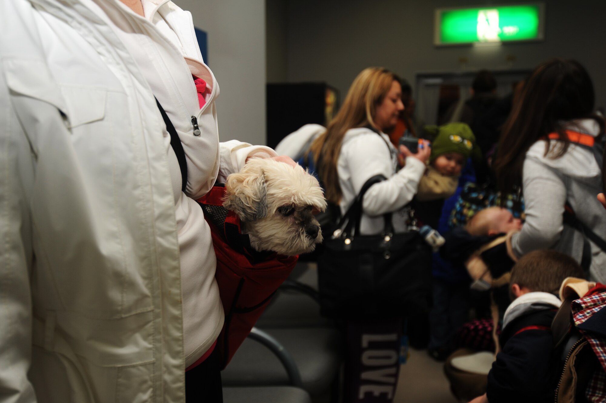 MISAWA AIR BASE, Japan -- Penelope, family dog of Maj. Thomas Esser, 35th Force Support Squadron commander, escorts his family back to the continental United States on March 22 during the voluntary departure.  The Defense Department authorized a voluntary departure of family members from Northern Japan due to the recent earth quake and tsunami disaster.  (U.S. Air Force Staff Sgt. April Quintanilla)