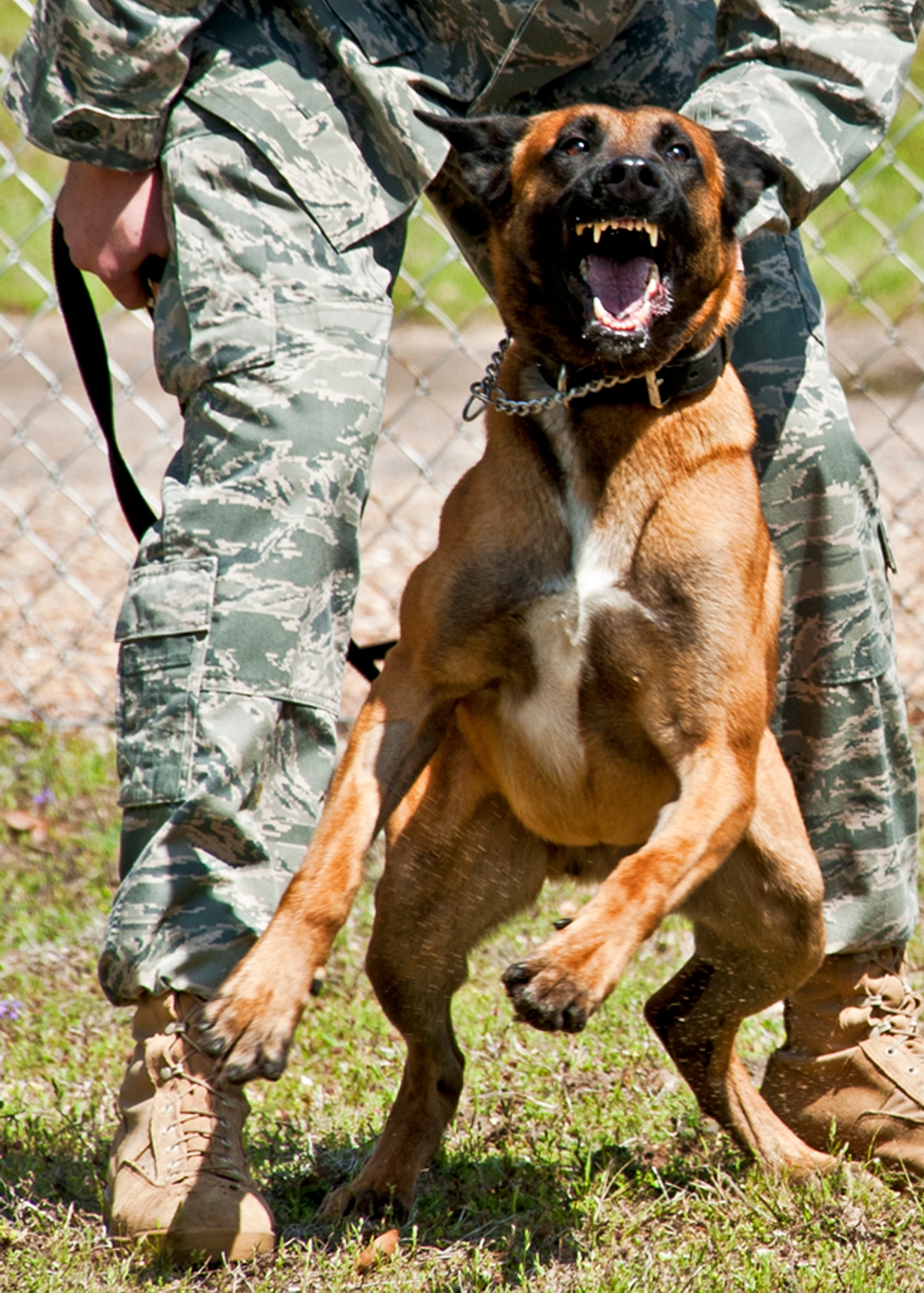 Arko, a 96th Security Forces Squadron military working dog, reacts as an “enemy” approaches during a bite exercise at the Eglin kennel.    Arko and Sergeant Jenkins are just one of the K-9 teams at Eglin.  Eglin’s military working dog teams are expected to maintain training, perform vehicle searches, patrols, building sweeps, dorm checks and demonstrations.   They also help local law enforcement with further K-9 training both at Eglin and outside the gate.   (U.S. Air Force photo/Samuel King Jr.)