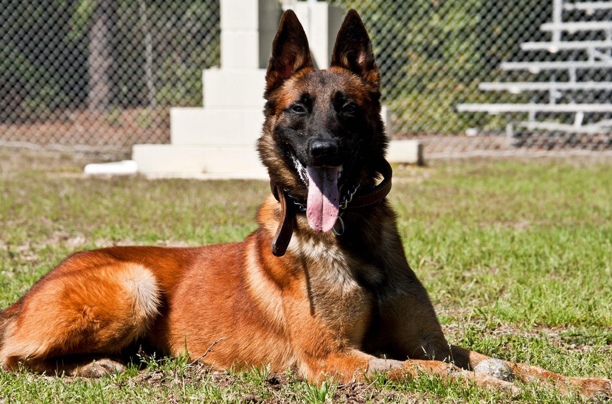 Rex, a 96th Security Forces military working dog, takes a break after an obstacle course workout at Eglin Air Force Base, Fla.  Rex and his handler, Staff Sgt. David Aenchbacher, are just one of the K-9 teams at Eglin.  Eglin’s military working dog teams are expected to maintain training, perform vehicle searches, patrols, building sweeps, dorm checks and demonstrations.   They also help local law enforcement with further K-9 training both at Eglin and outside the gate.   (U.S. Air Force photo/Samuel King Jr.)