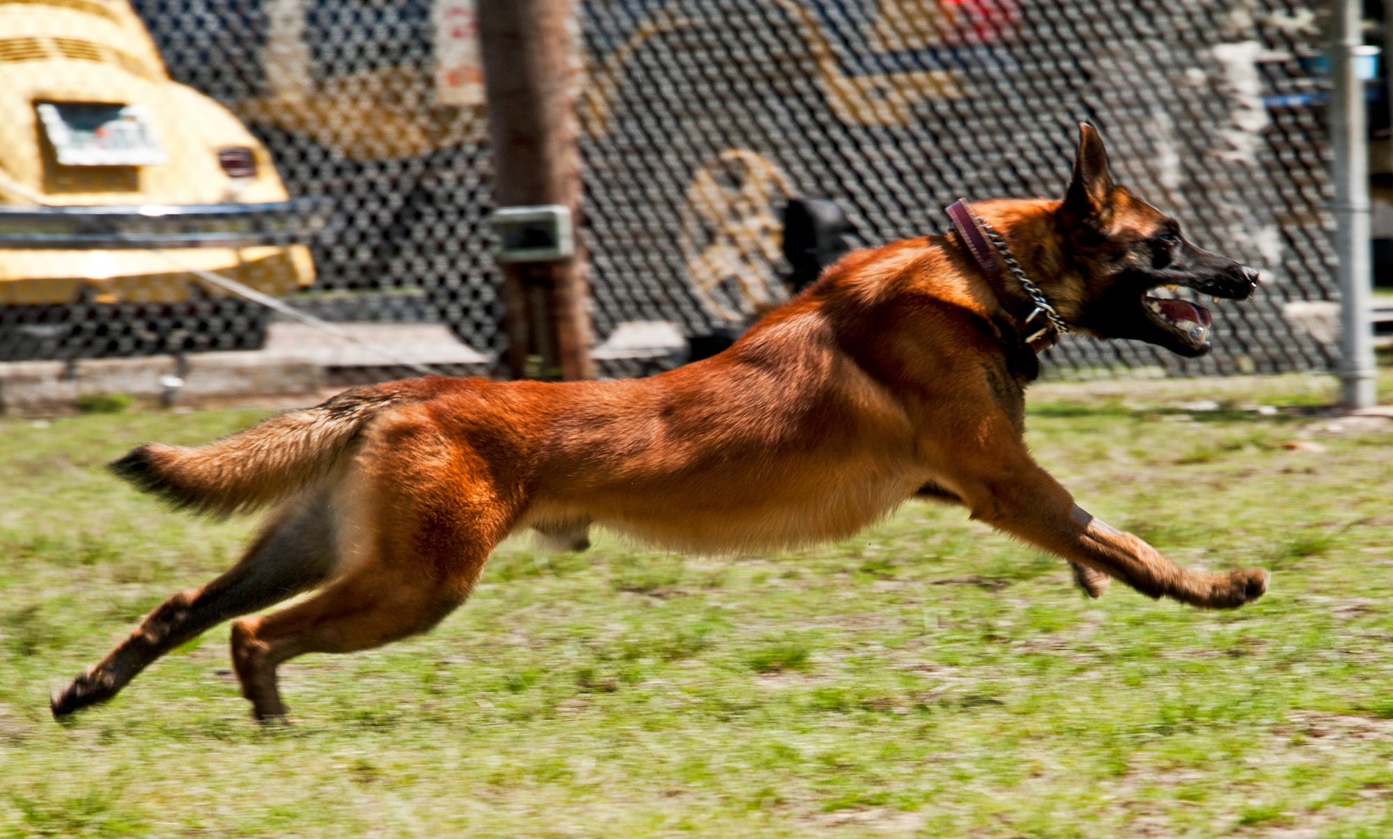 Rex, a 96th Security Forces military working dog, strides toward his beloved toy at Eglin’s kennel.  Rex and his handler, Staff Sgt. David Aenchbacher, are just one of the K-9 teams at Eglin.  Eglin’s military working dog teams are expected to maintain training, perform vehicle searches, patrols, building sweeps, dorm checks and demonstrations.   They also help local law enforcement with further K-9 training both at Eglin and outside the gate.   (U.S. Air Force photo/Samuel King Jr.)