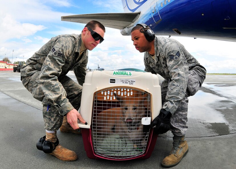 Airman 1st Class Douglas Raque (left) and Senior Airman Jerret Lampley, attached to 571st Global Mobility Squadron, lift a pet as it was just belted from an aircraft carrying Air Force and Navy families returning from Japan during Operation Pacific Passage operations at Travis Air Force Base, Calif., on March 25, 2011. Operation Pacific Passage gives military families the opportunity to voluntarily relocate from Japan to a safe haven in the U.S. in order to conserve Japanese resources. (U.S. Navy Photo/Mass Communication Specialist 2nd Class Eddie Harrison)