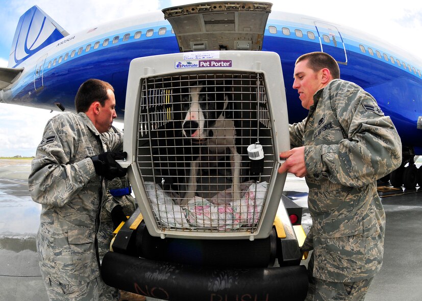 Air Force personnel retrieve a pet as it is belted from an aircraft carrying Air Force and Navy families from Japan during Operation Pacific Passage operations at Travis Air Force Base, Calif., on March 25, 2011. Operation Pacific Passage gives military families the opportunity to voluntarily relocate from Japan to a safe haven in the U.S. in order to conserve Japanese resources. (U.S. Navy Photo/Mass Communication Specialist 2nd Class Eddie Harrison)