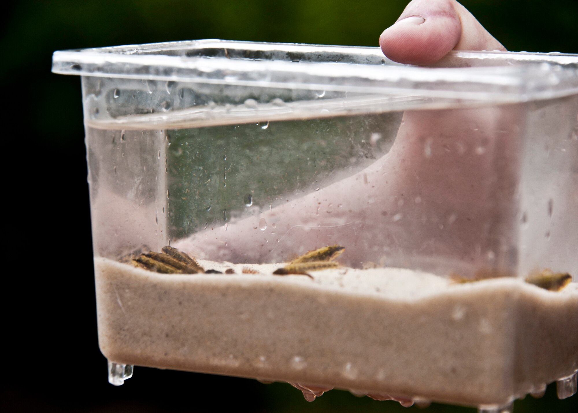 The Okaloosa darter, whose habitat is almost exclusively on the Eglin Air Force Base ranges in Northwest Florida, became the first fish on Defense Department land to be reclassified from "endangered" to "threatened." Due to major erosion control efforts by members of the 96th Civil Engineer Group Natural Resources Management Section and the U.S. Fish and Wildlife Service the population has tripled since 1995. (U.S. Air Force photo/Samuel King Jr.)