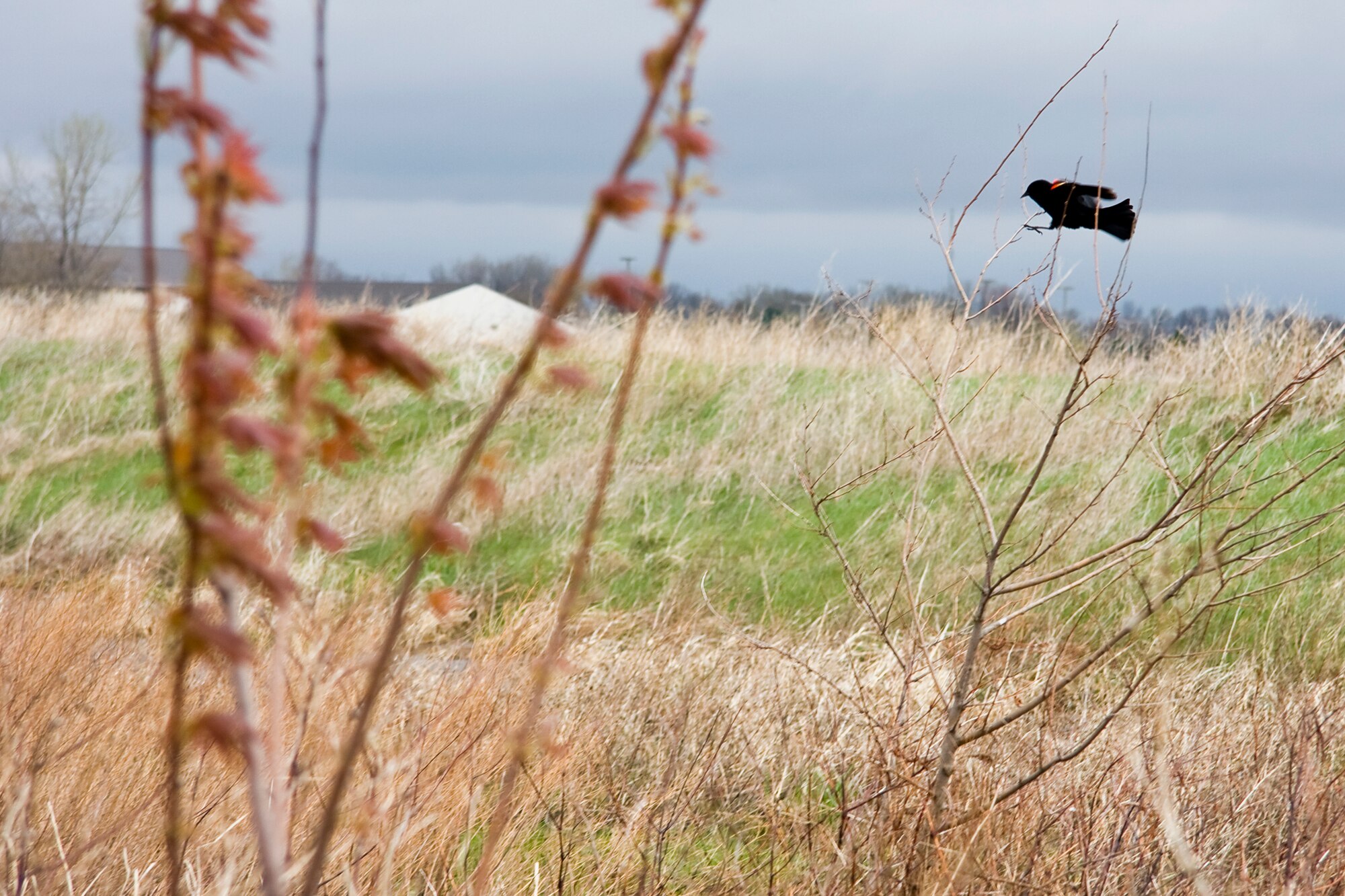 GRISSOM AIR RESERVE BASE, Ind. -- A red-winged blackbird lands on a tree located in wetlands on Grissom April 20. Members of the 434th Civil Engineer Squadron strive to protect the wetlands and the environment as a whole through a variety of programs including air, water, cultural and natural resources, restoration, recycling, and pollution prevention. (U.S. Air Force photo/Tech. Sgt. Mark R. W. Orders-Woempner)
